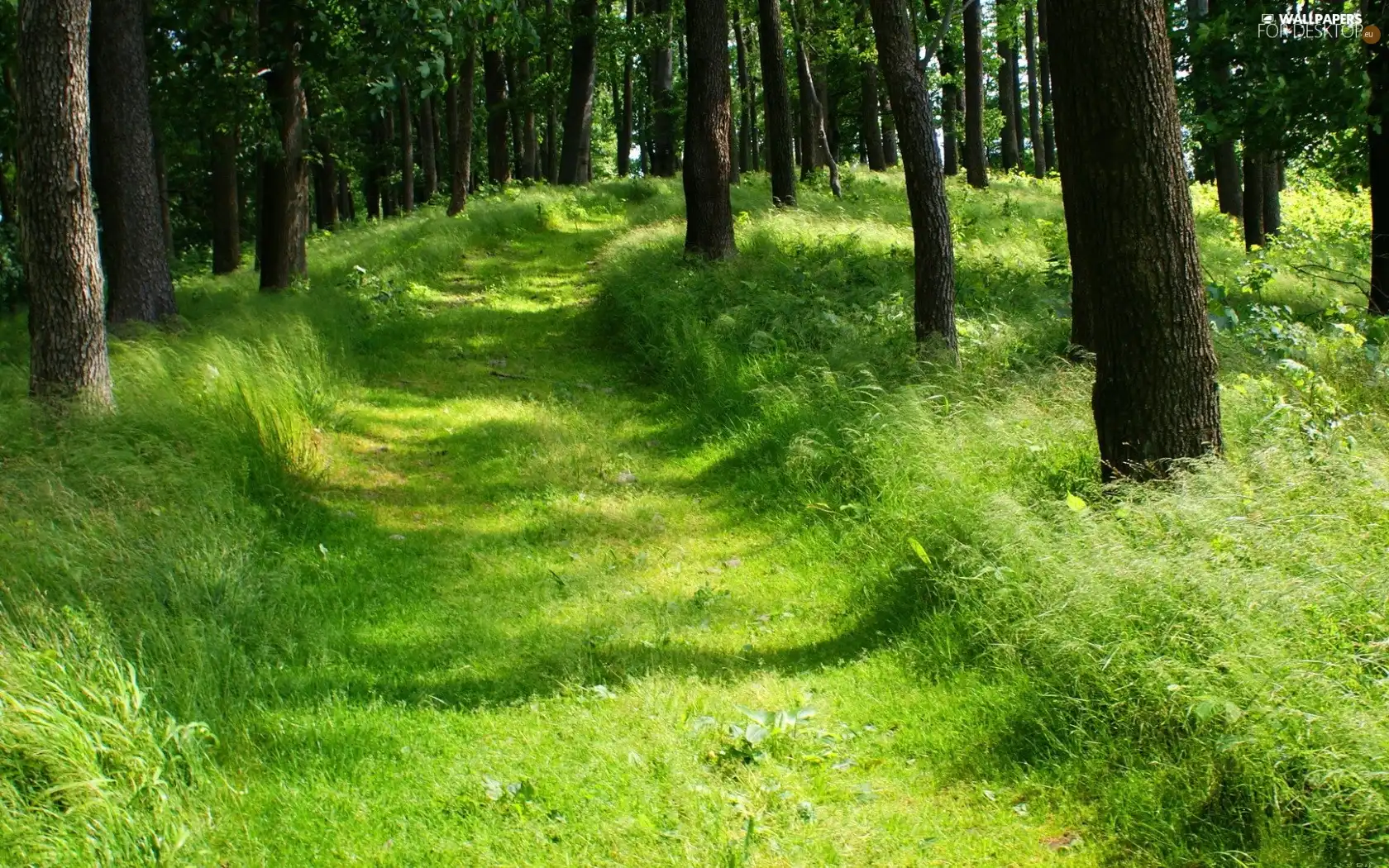 forest, viewes, grass, trees