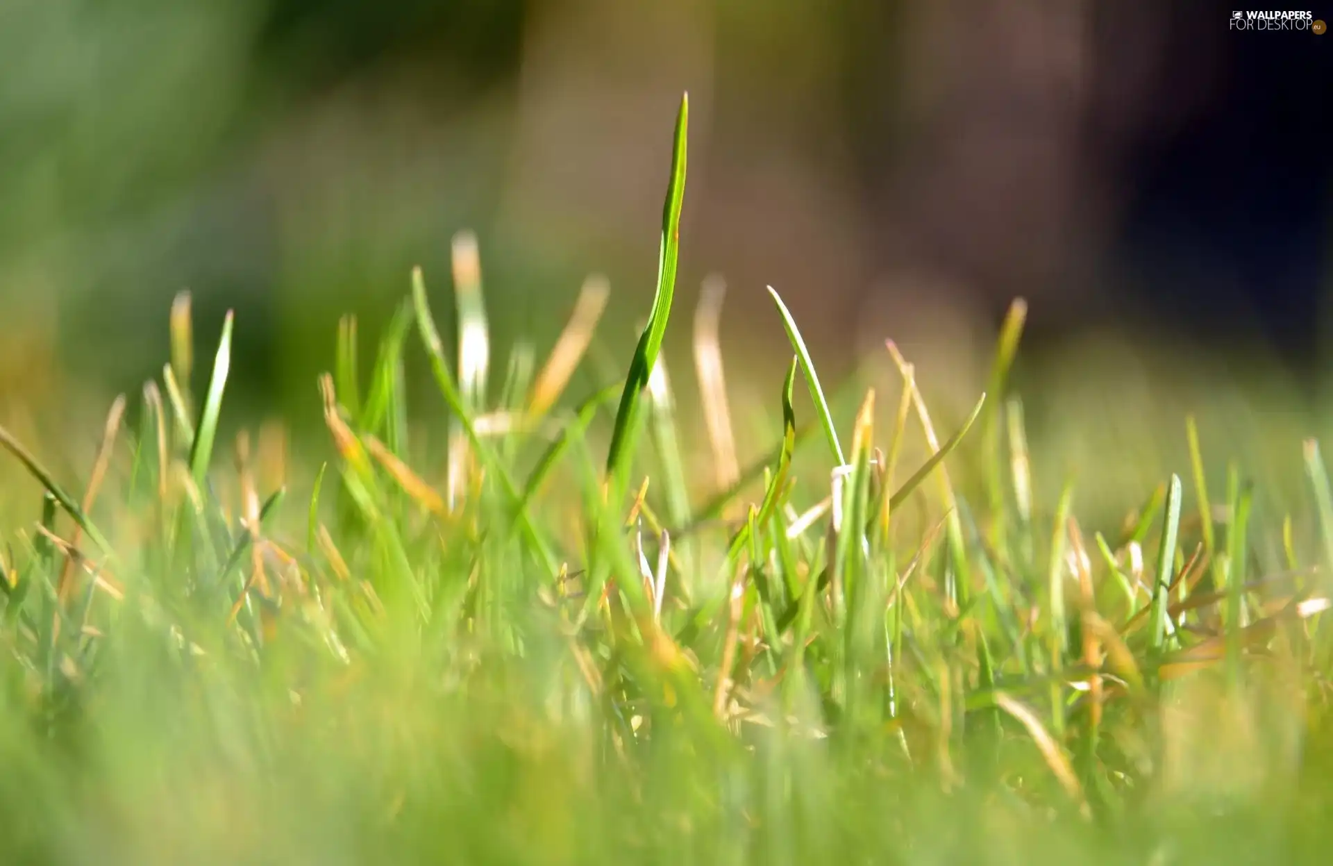 Green, grass