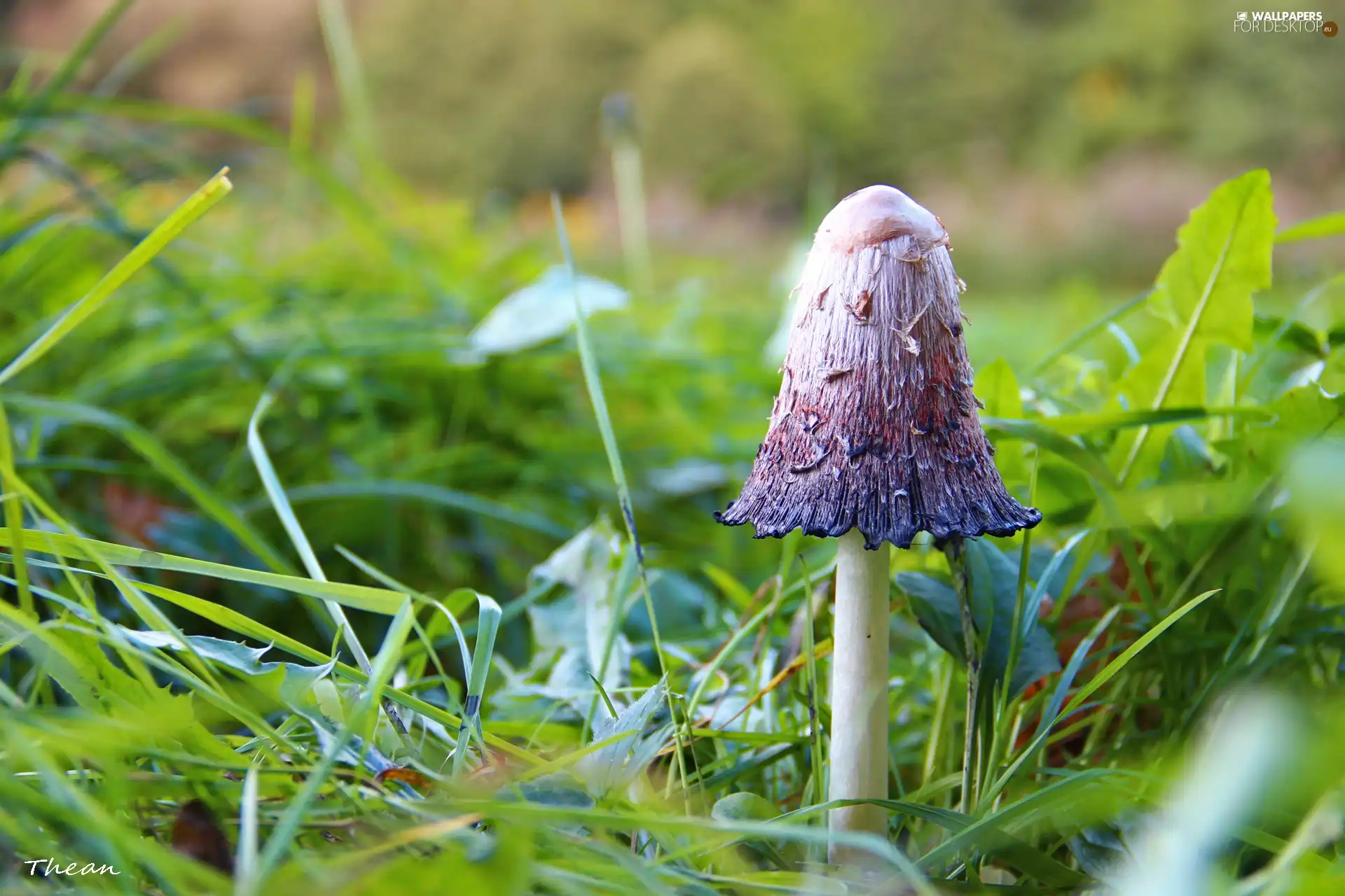 grass, Mushrooms, Hat