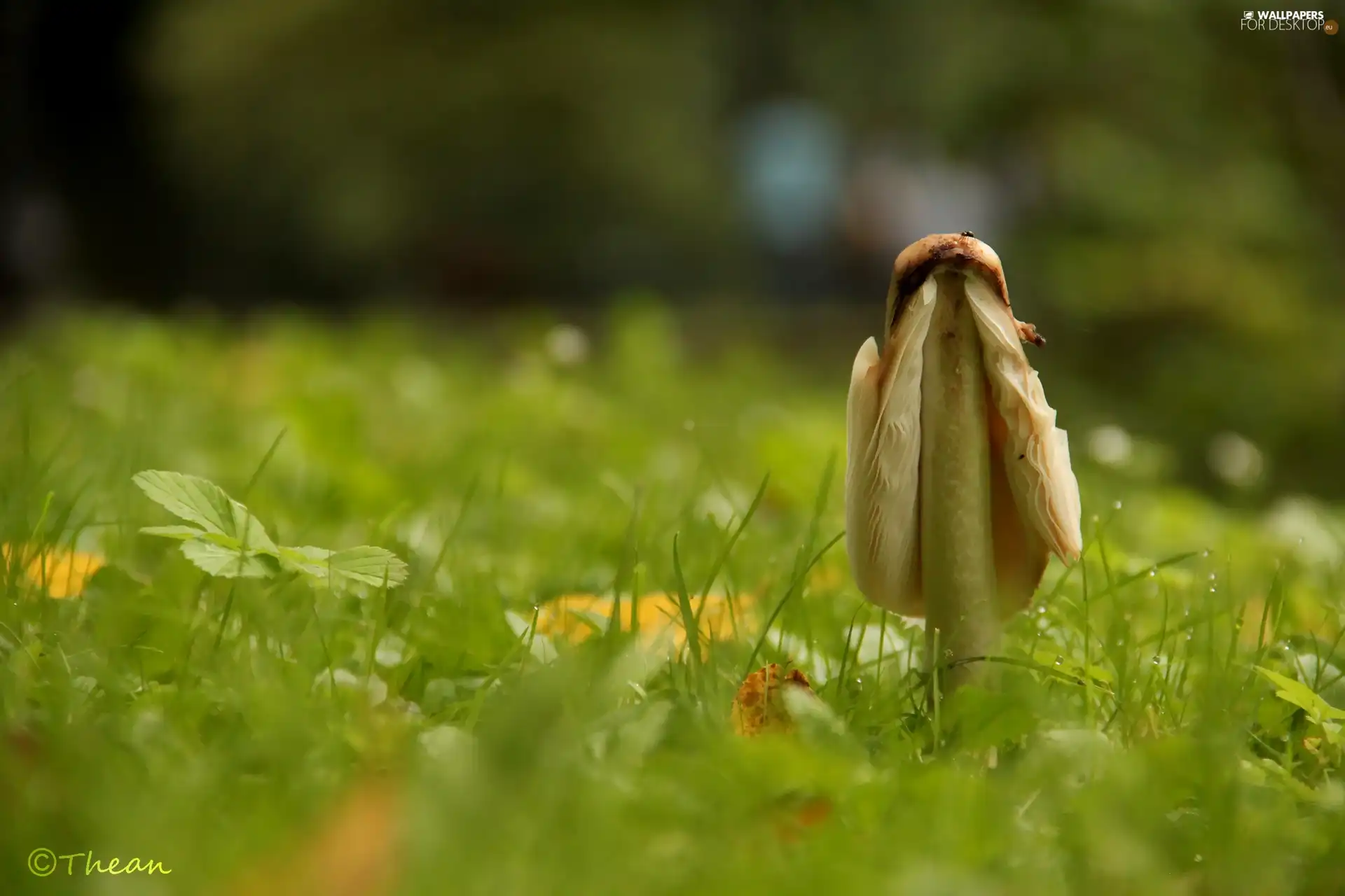 grass, Mushrooms, Hat