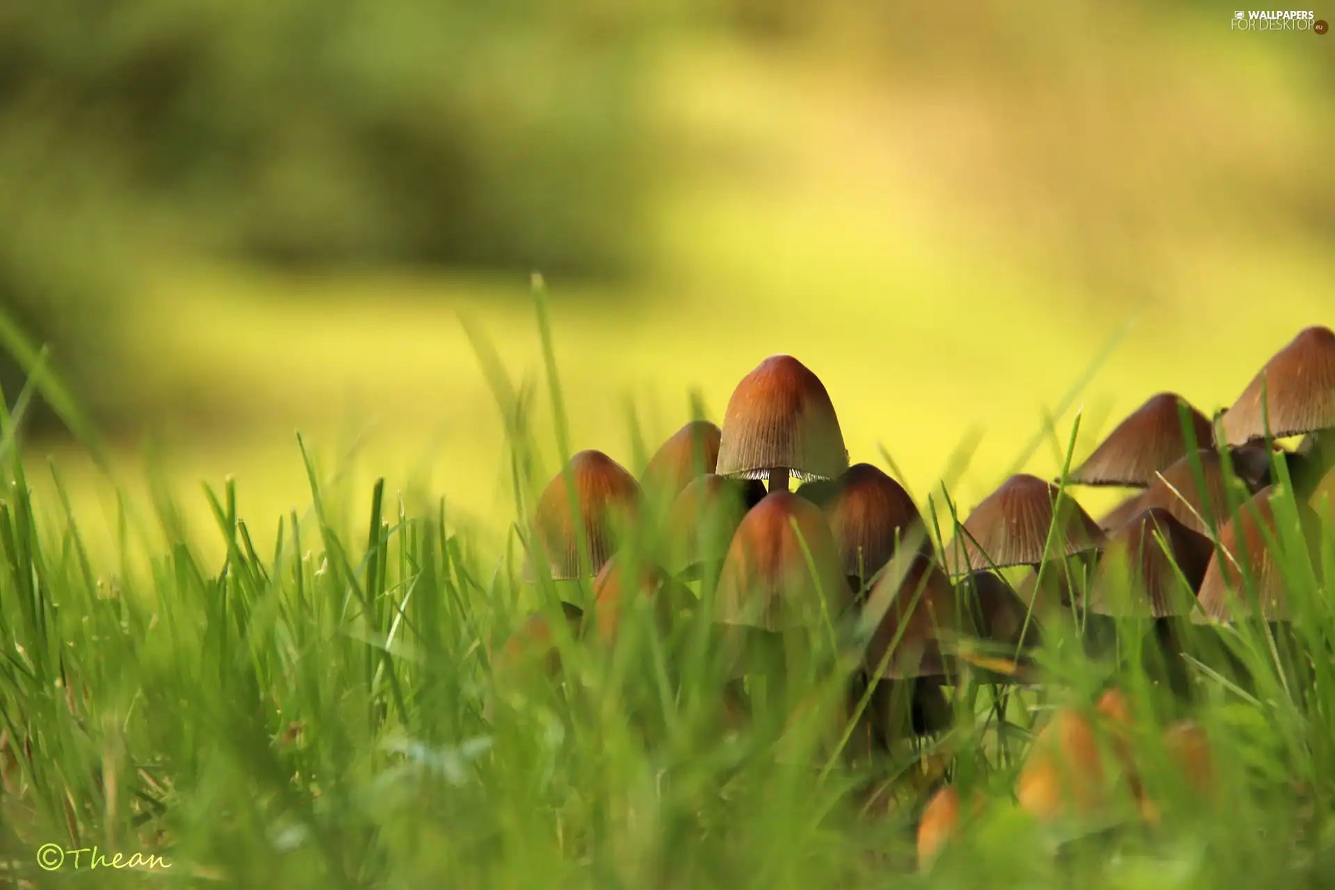 grass, mushroom, hats