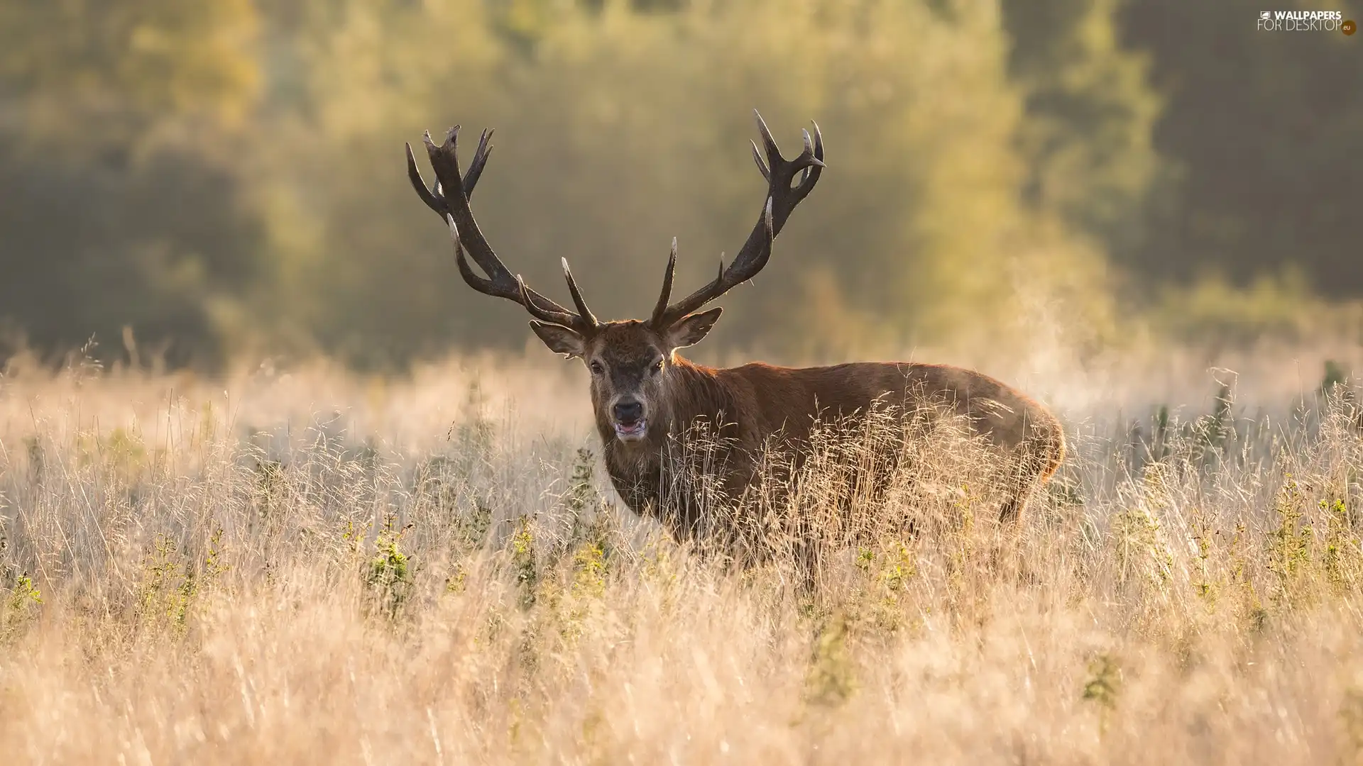 grass, deer, horns