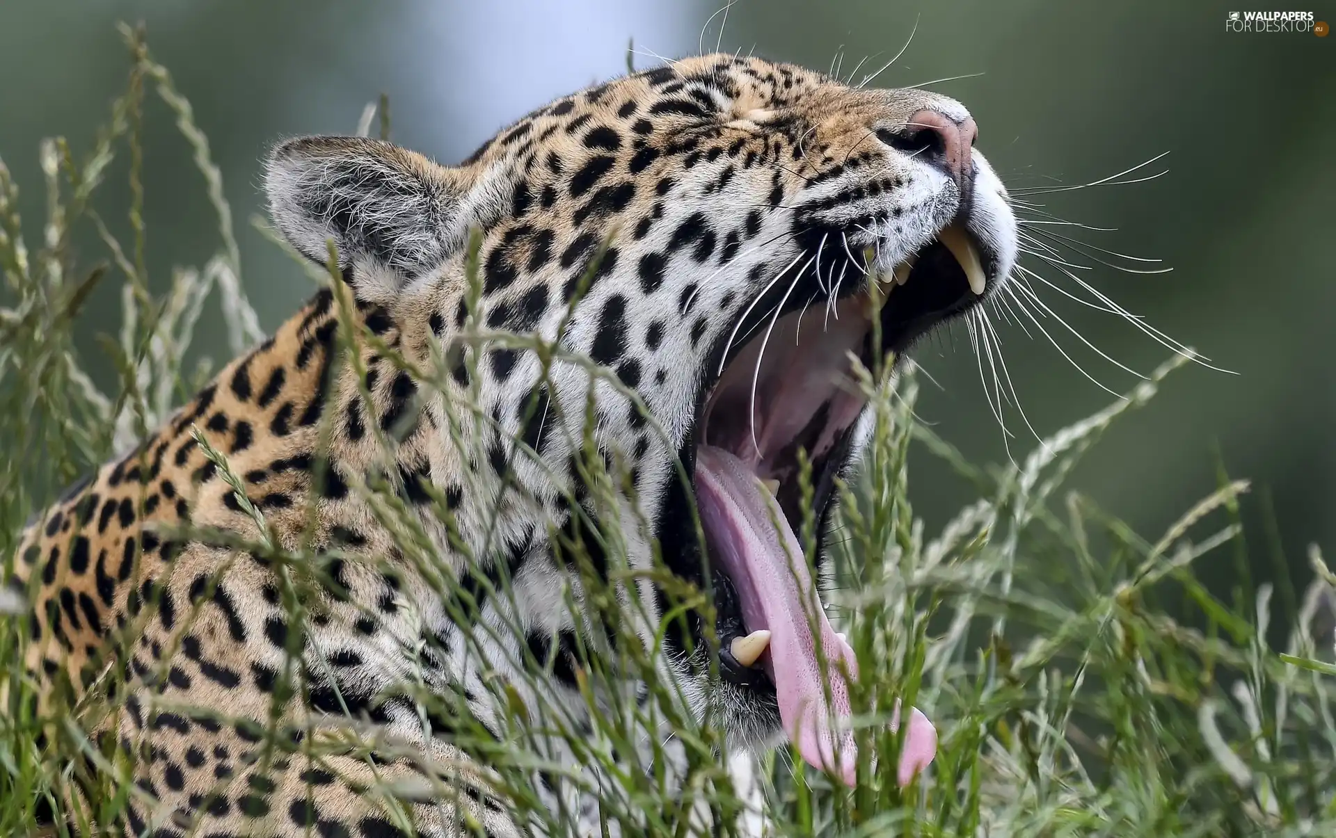 grass, yawning, Jaguar
