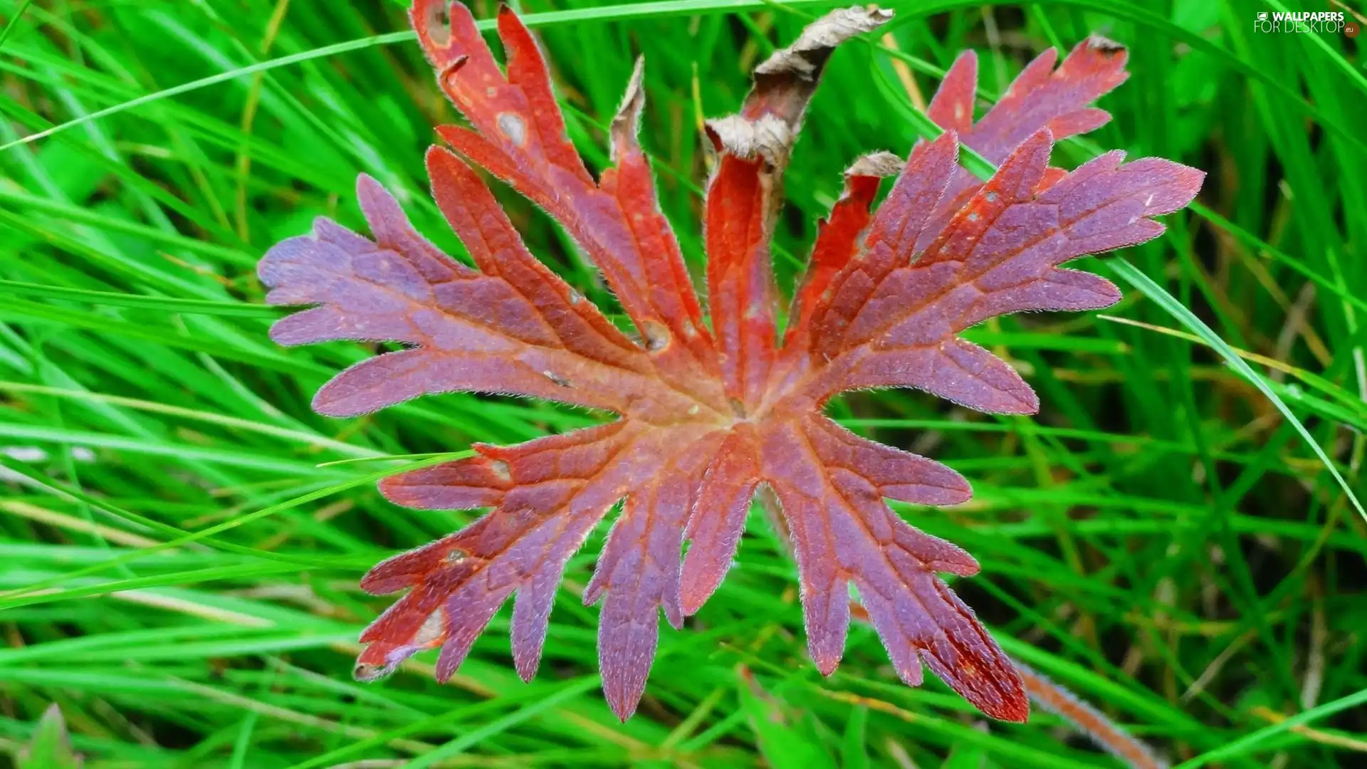 grass, Autumn, leaf