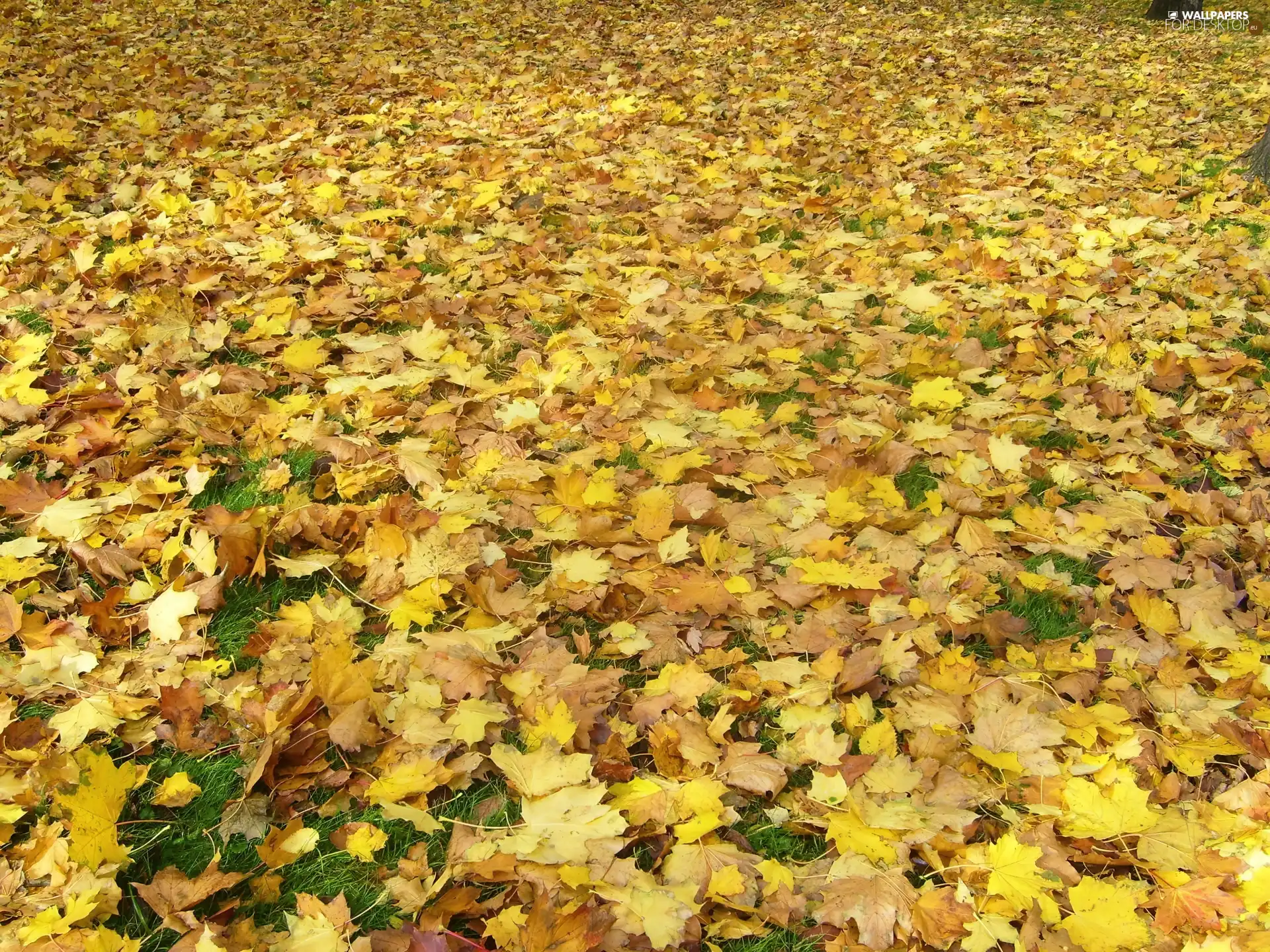 grass, Autumn, Leaf