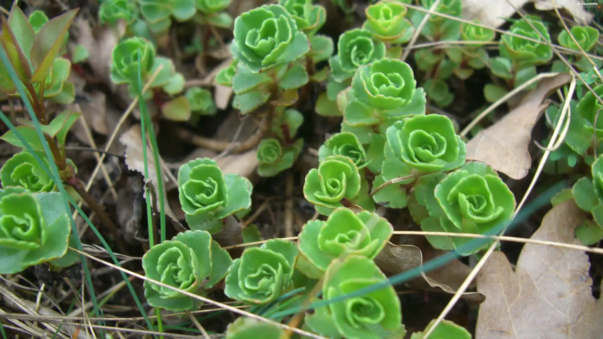 grass, Leaf, Caucasian, dry, Sedum