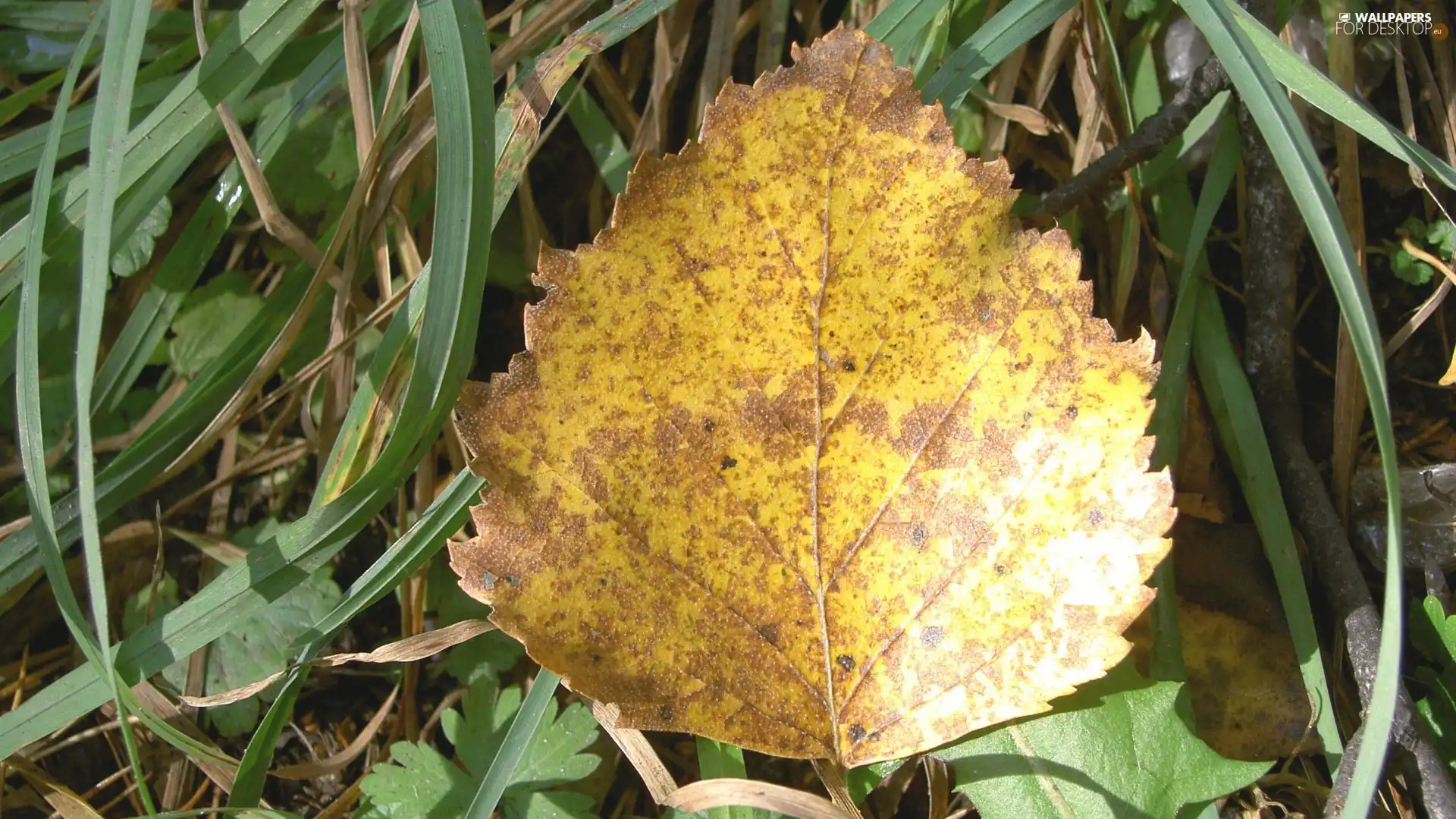 leaf, grass