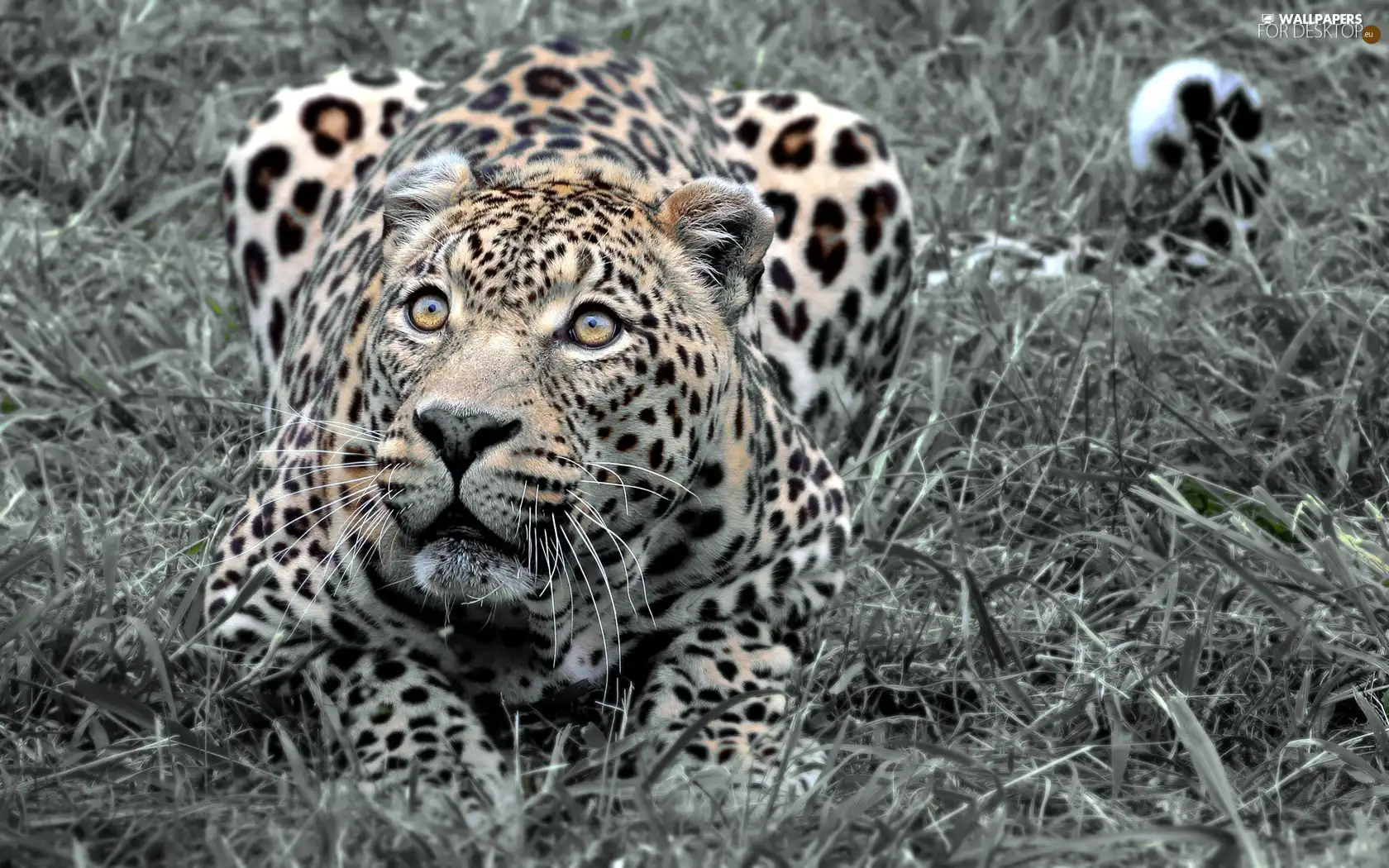 grass, lurking, Leopards