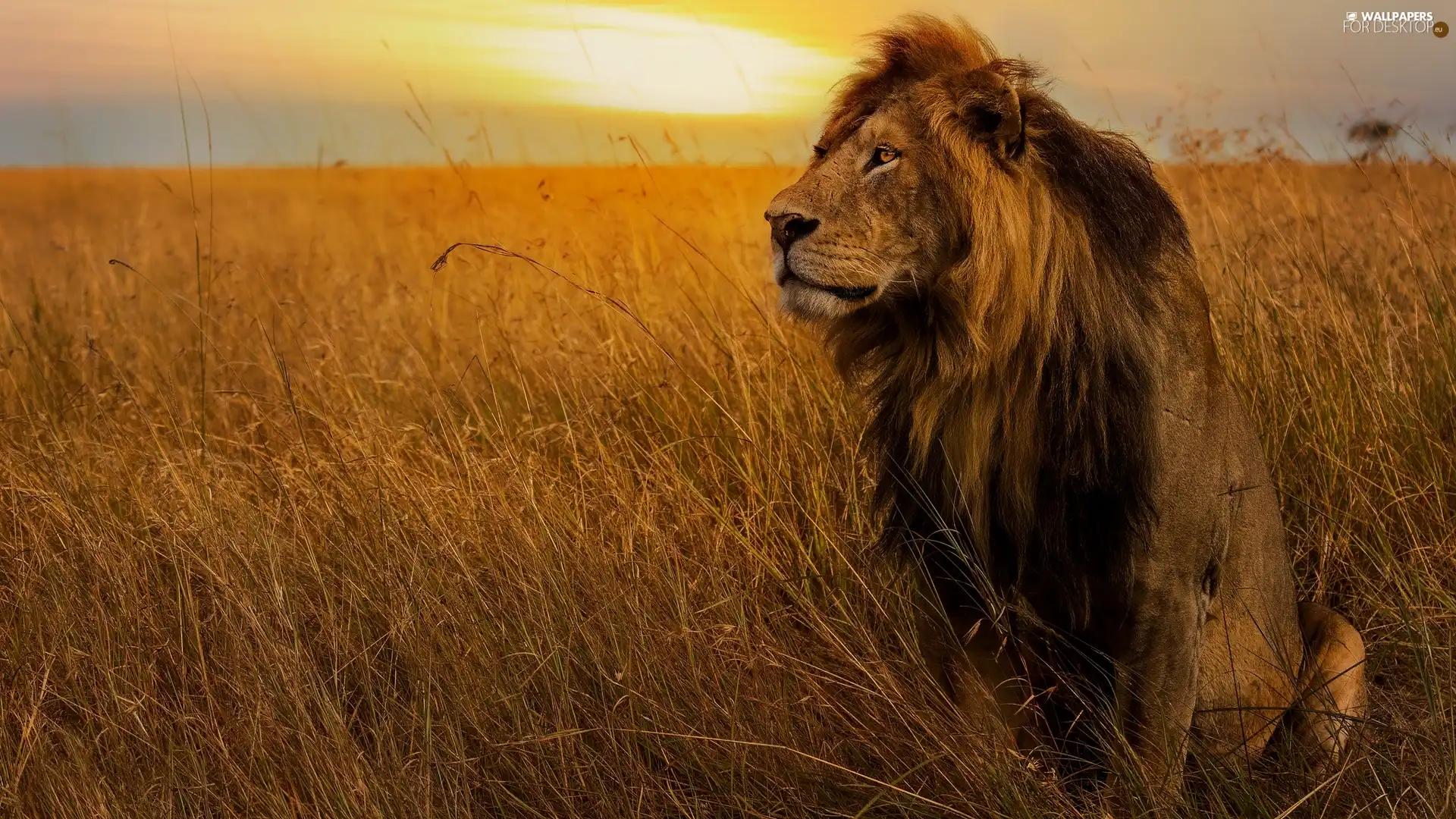 grass, sitter, Lion