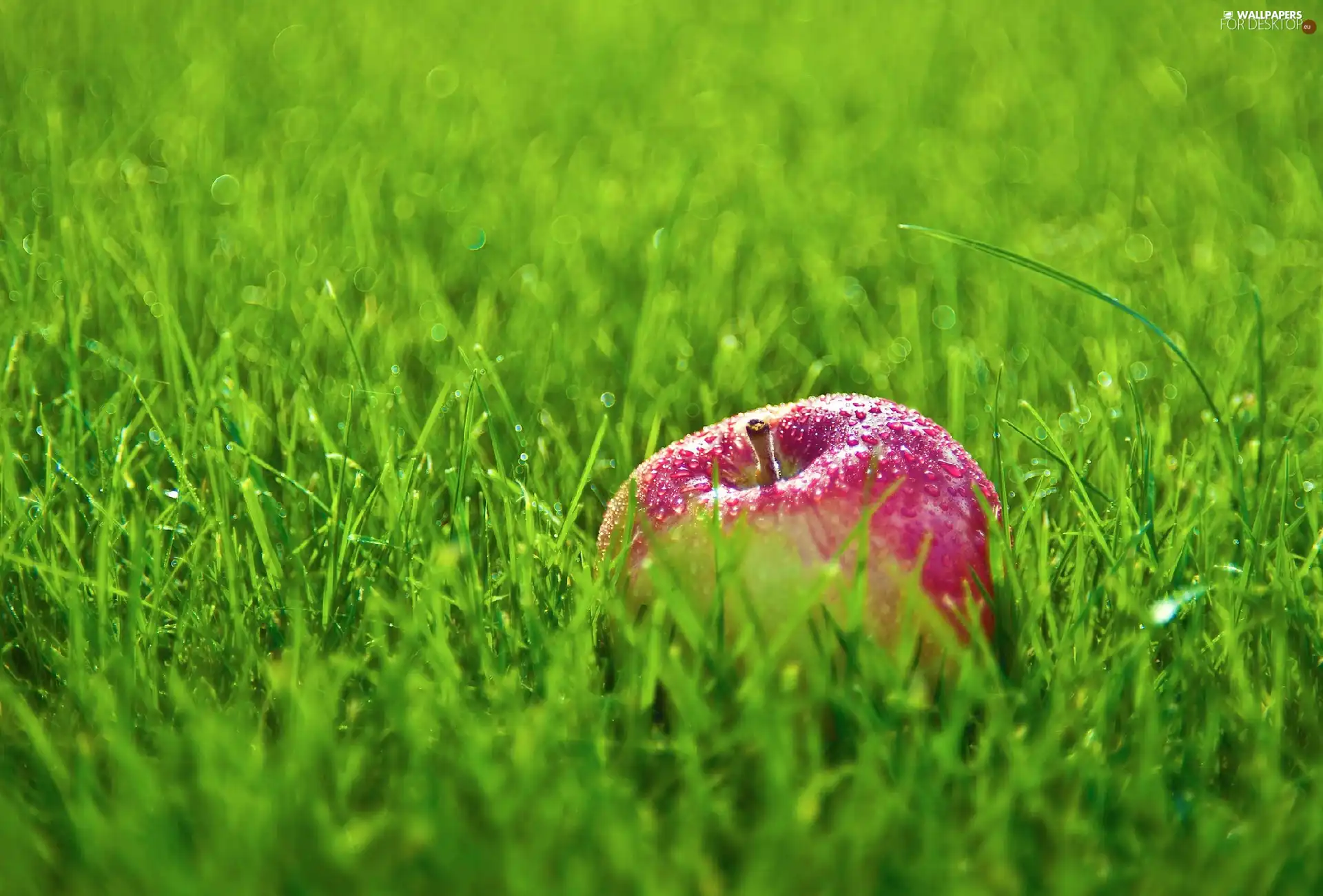 Meadow, dew, grass, Apple