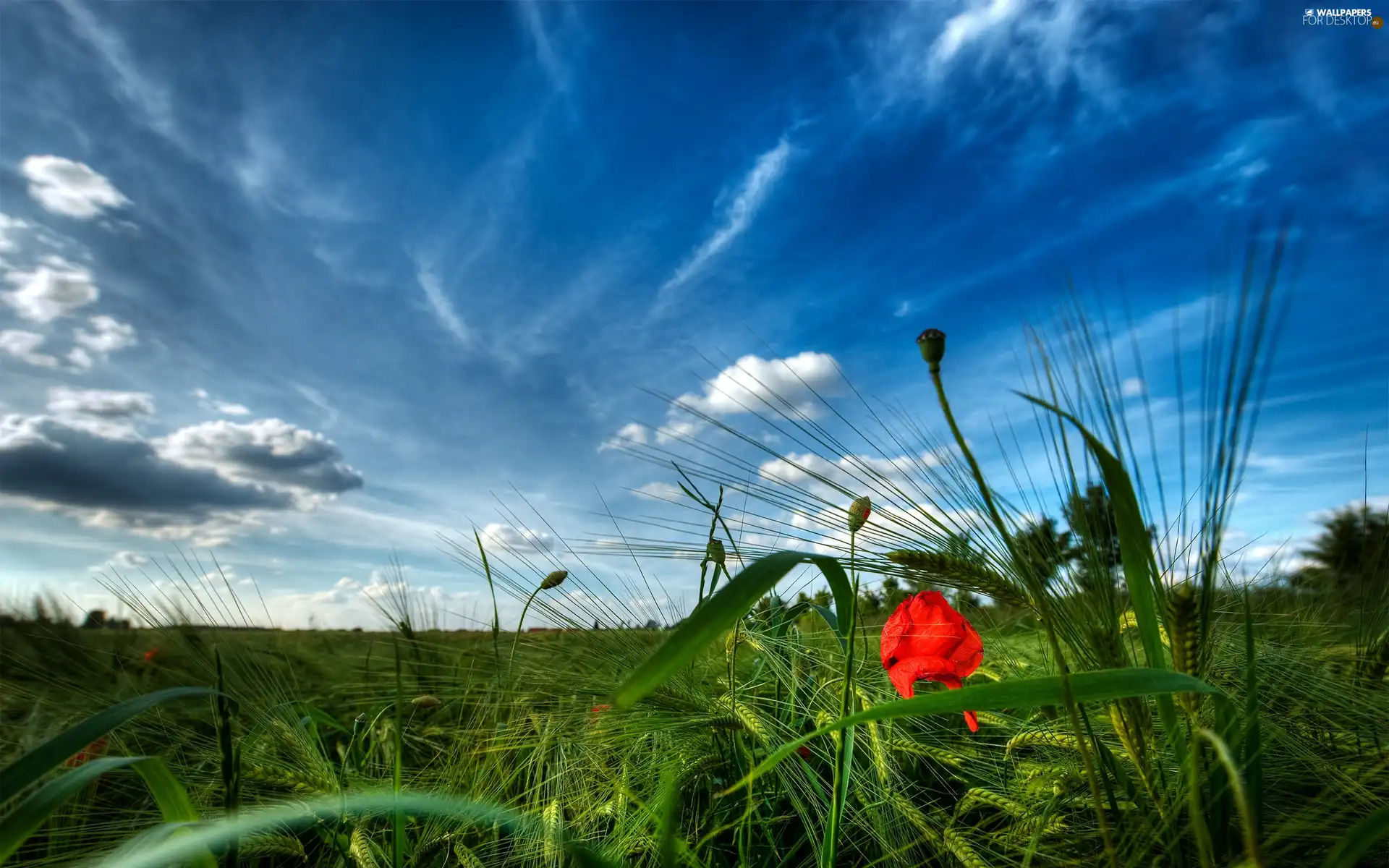 Meadow, red weed, grass, Red