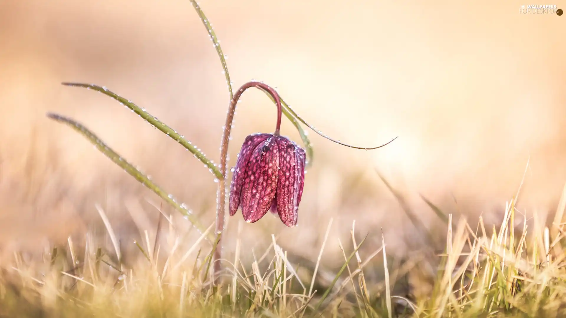 Colourfull Flowers, drops, grass, Fritillaria meleagris