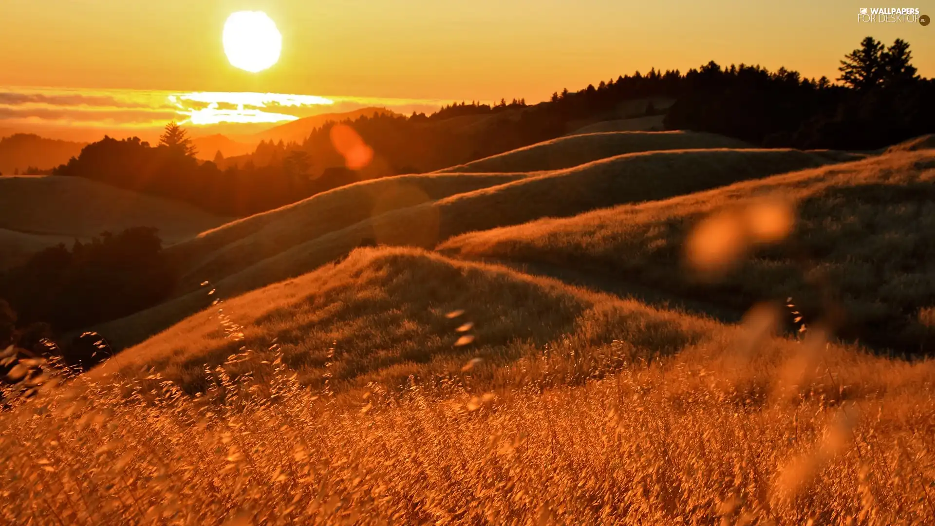 rays, west, grass, Mountains, forest, sun