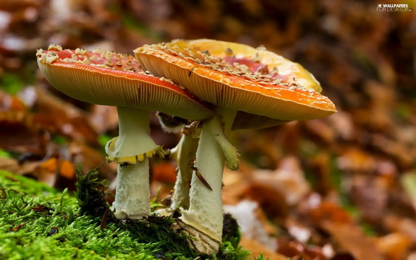 mushrooms, Leaf, grass, toadstools