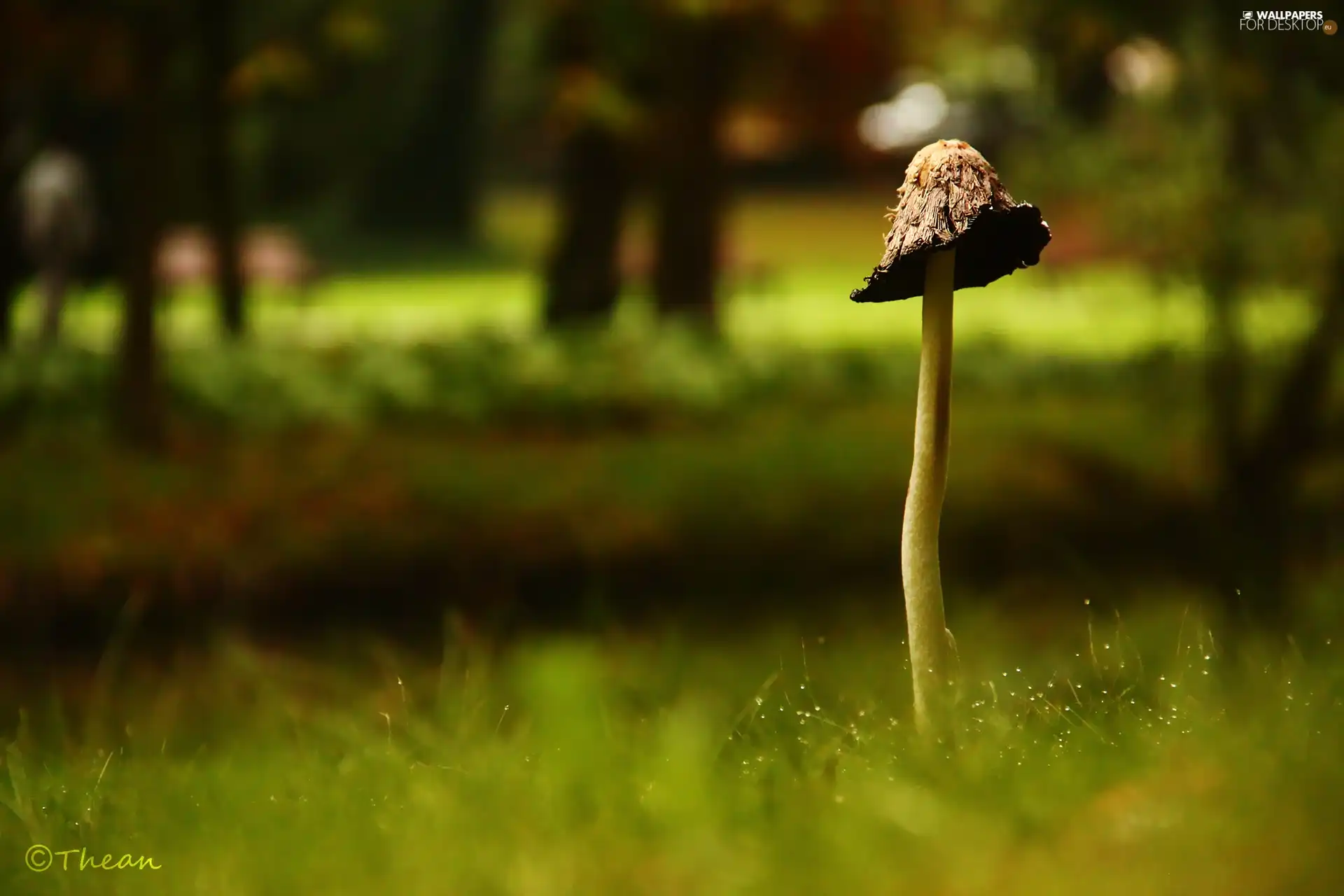 Mushrooms, leg, grass, Hat