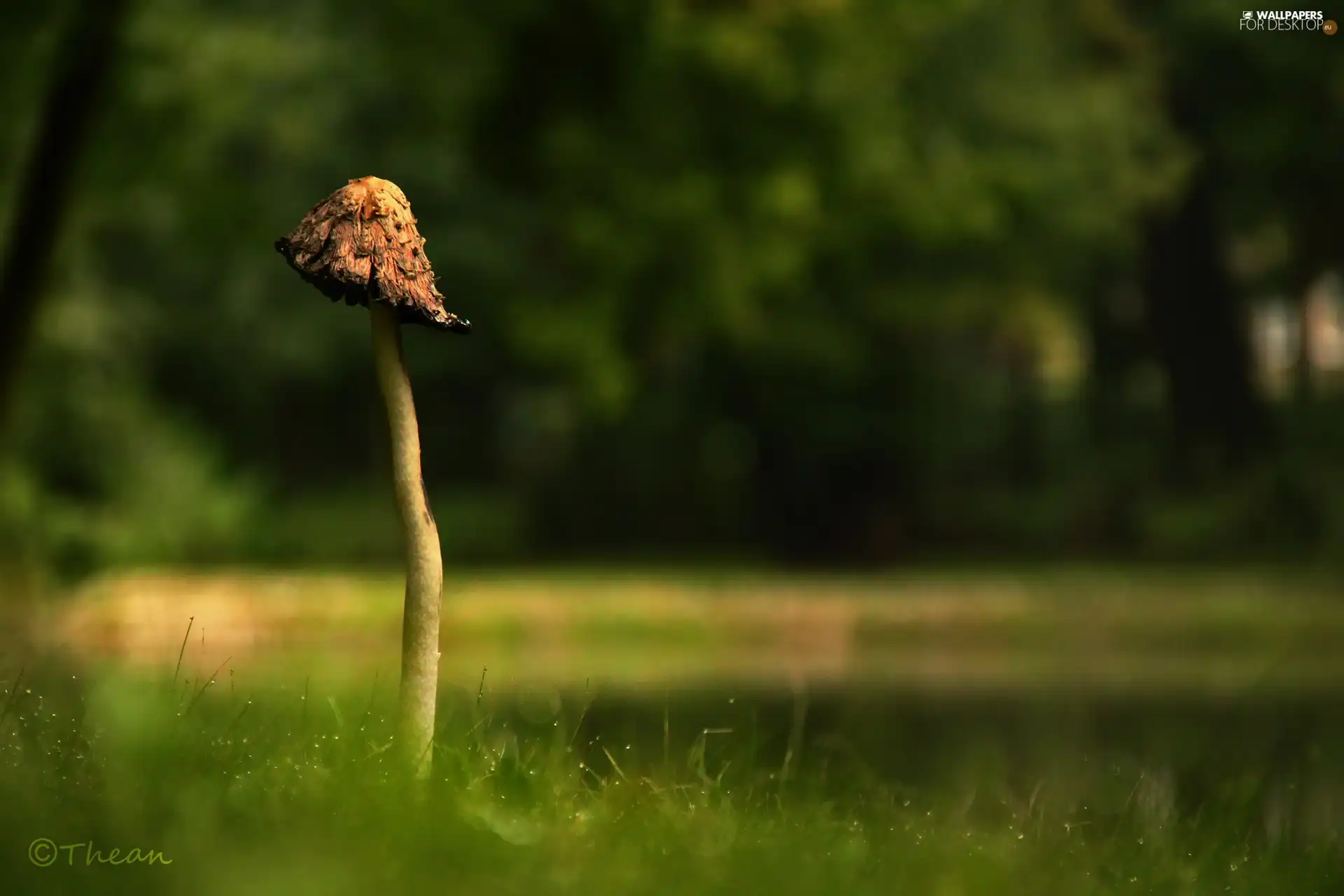 Mushrooms, leg, grass, Hat