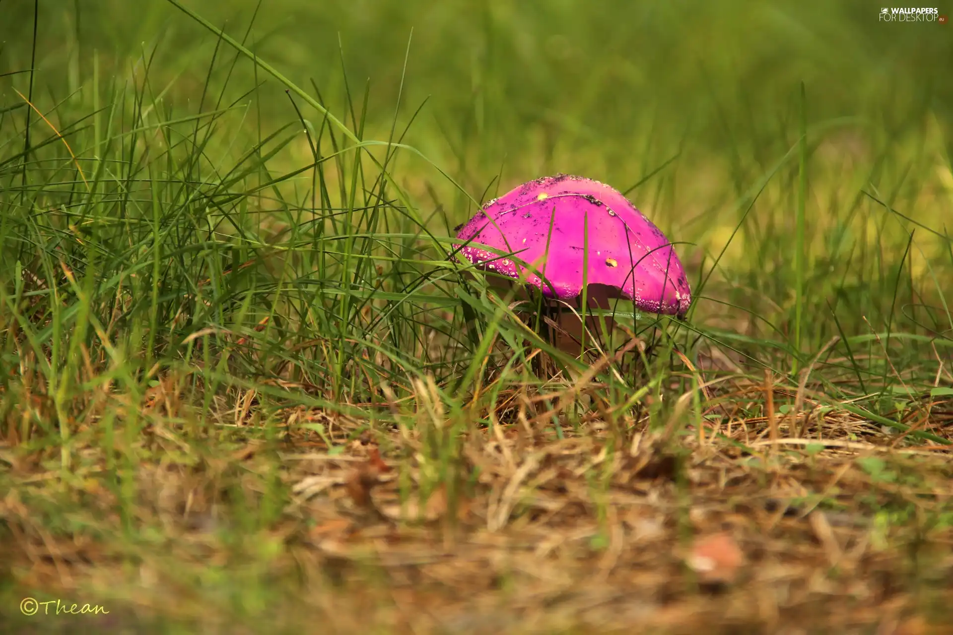 Pink, Mushrooms, grass, toadstool