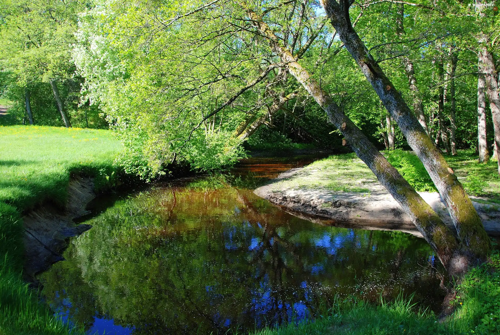 River, viewes, grass, trees