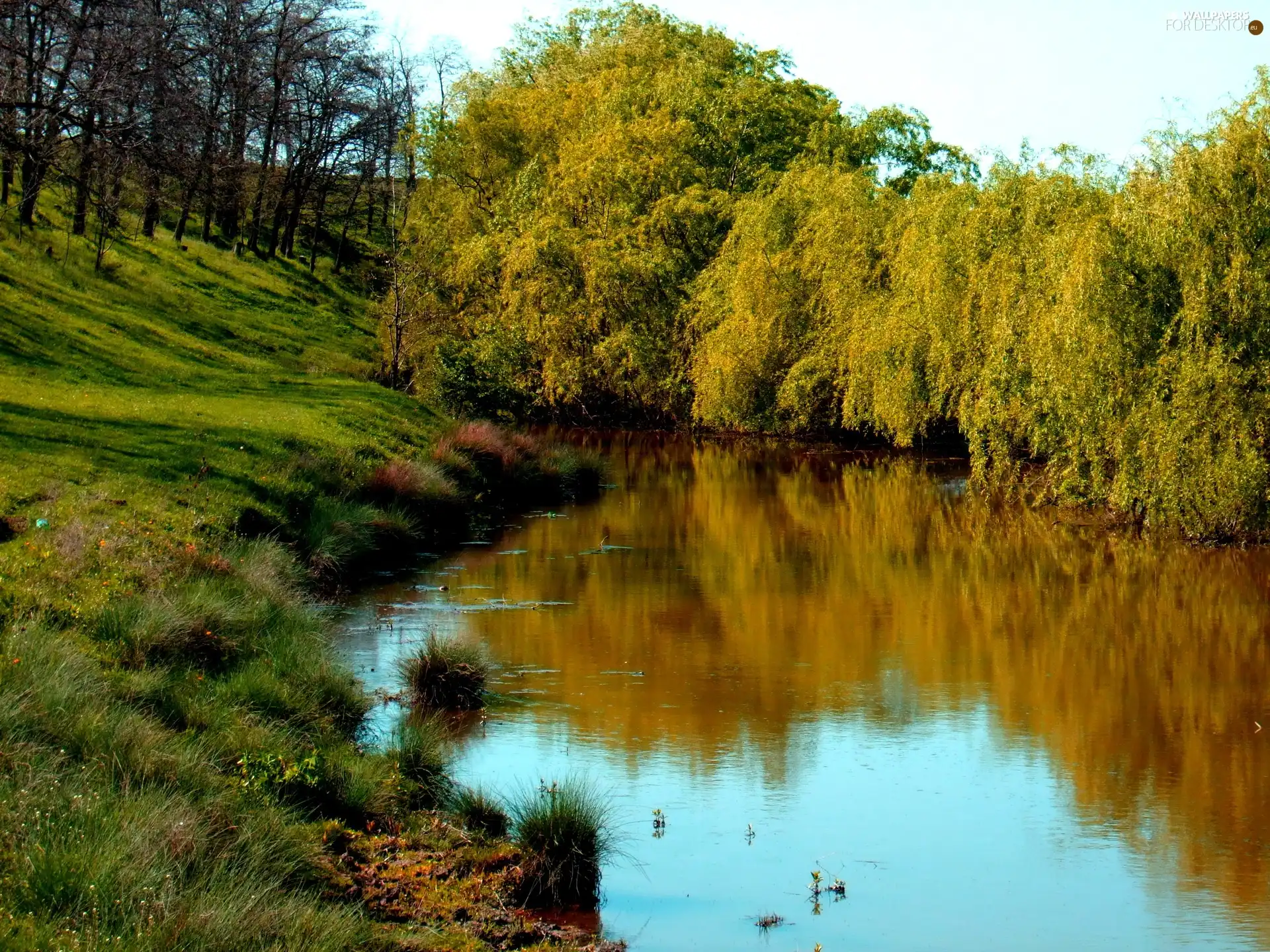 River, viewes, grass, trees
