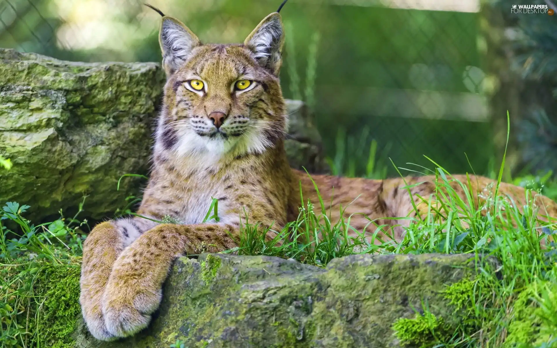 grass, Lynx, Rocks