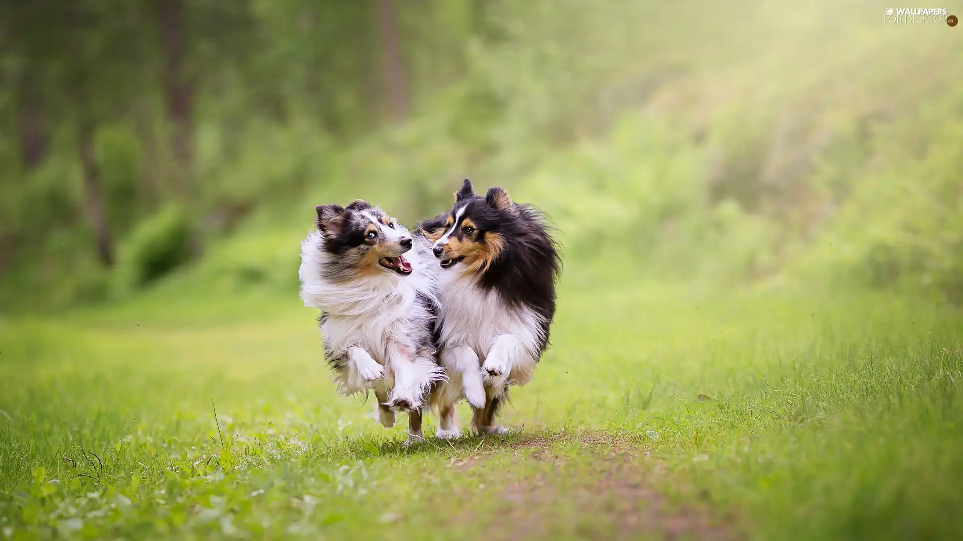 stretching, Dogs, car in the meadow, grass, Shetland Sheepdogs, Two cars