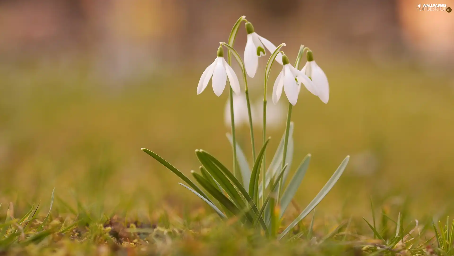 snowdrops, grass