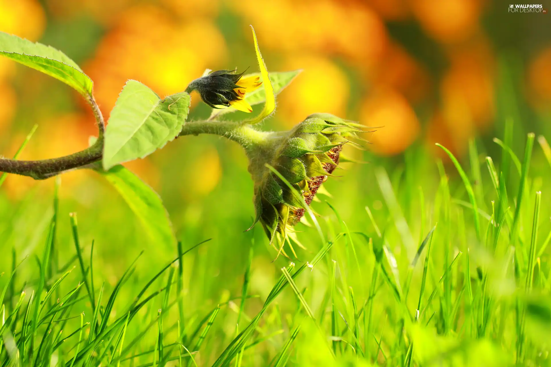Sunflower, Colourfull Flowers, grass, Yellow