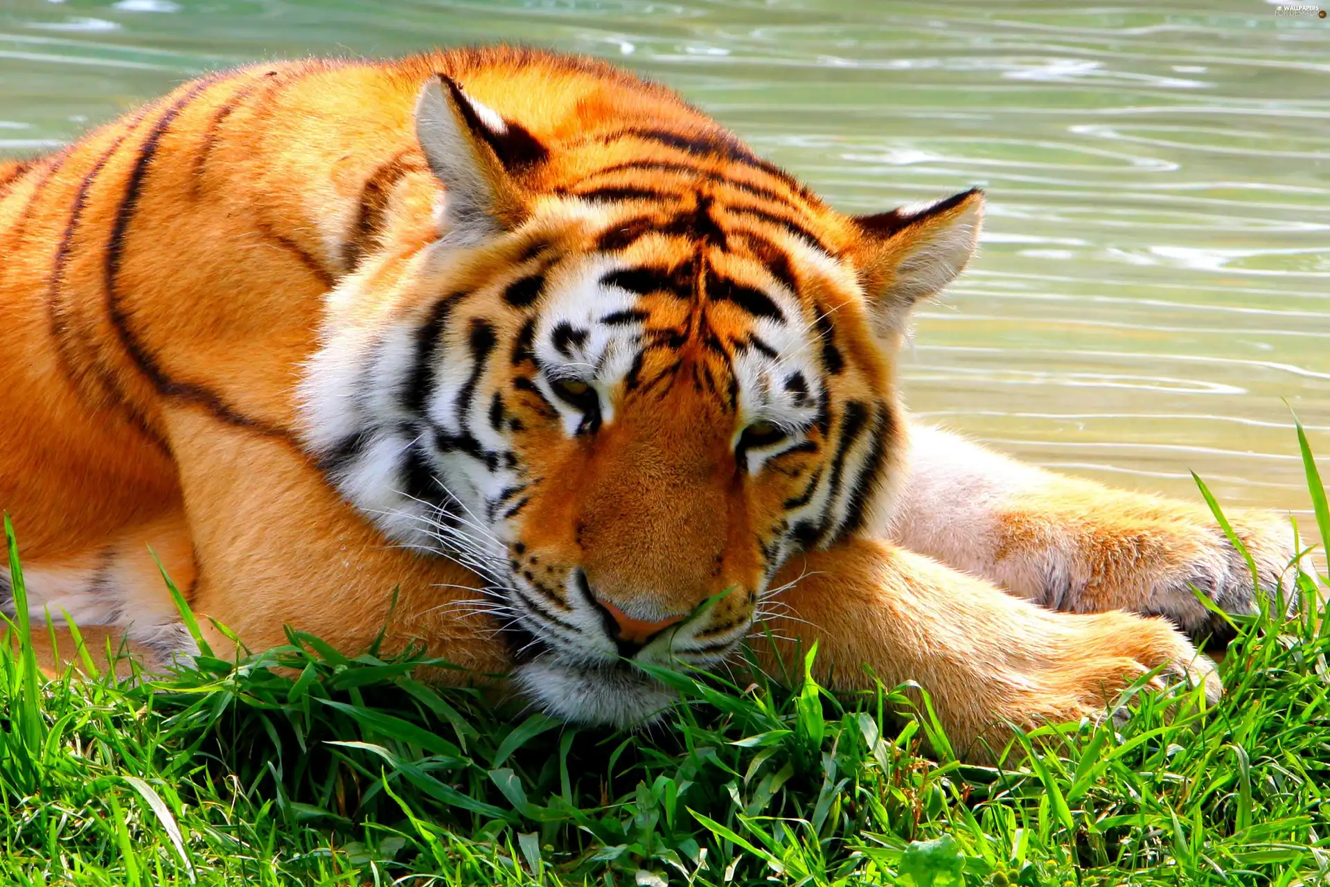 tiger, grass