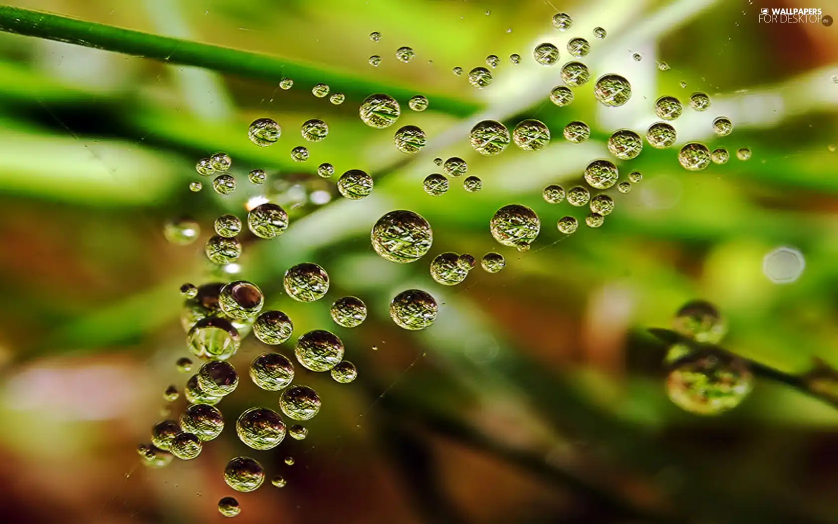 grass, drops, water