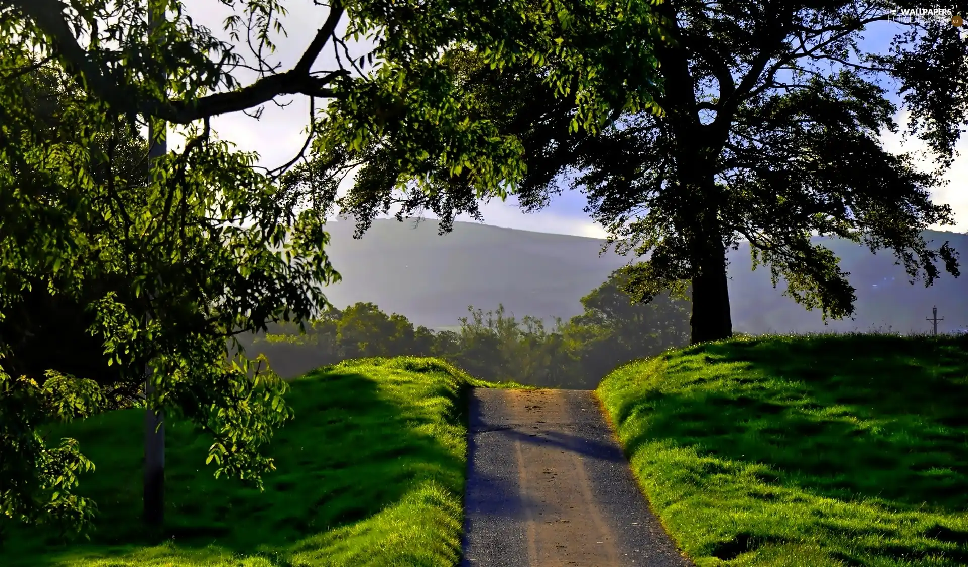 Way, viewes, grass, trees