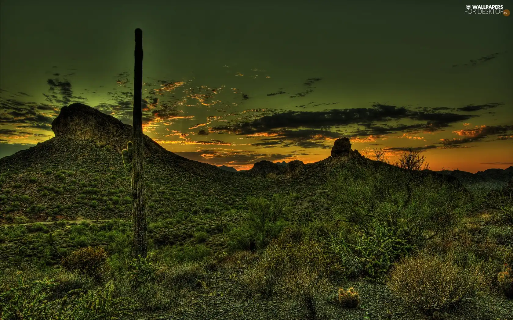 west, Cactus, grass, sun