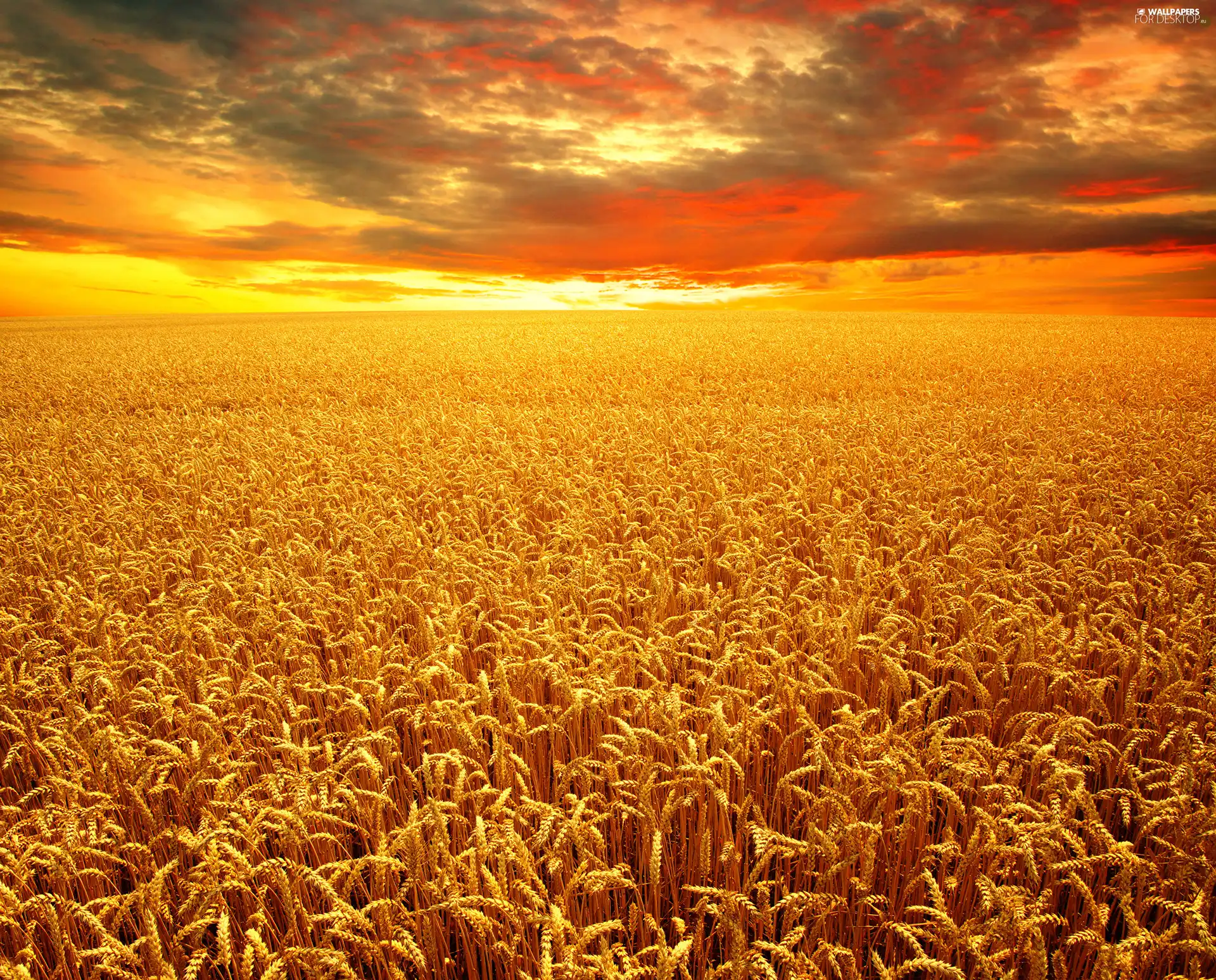 Field, wheat, Great Sunsets, corn