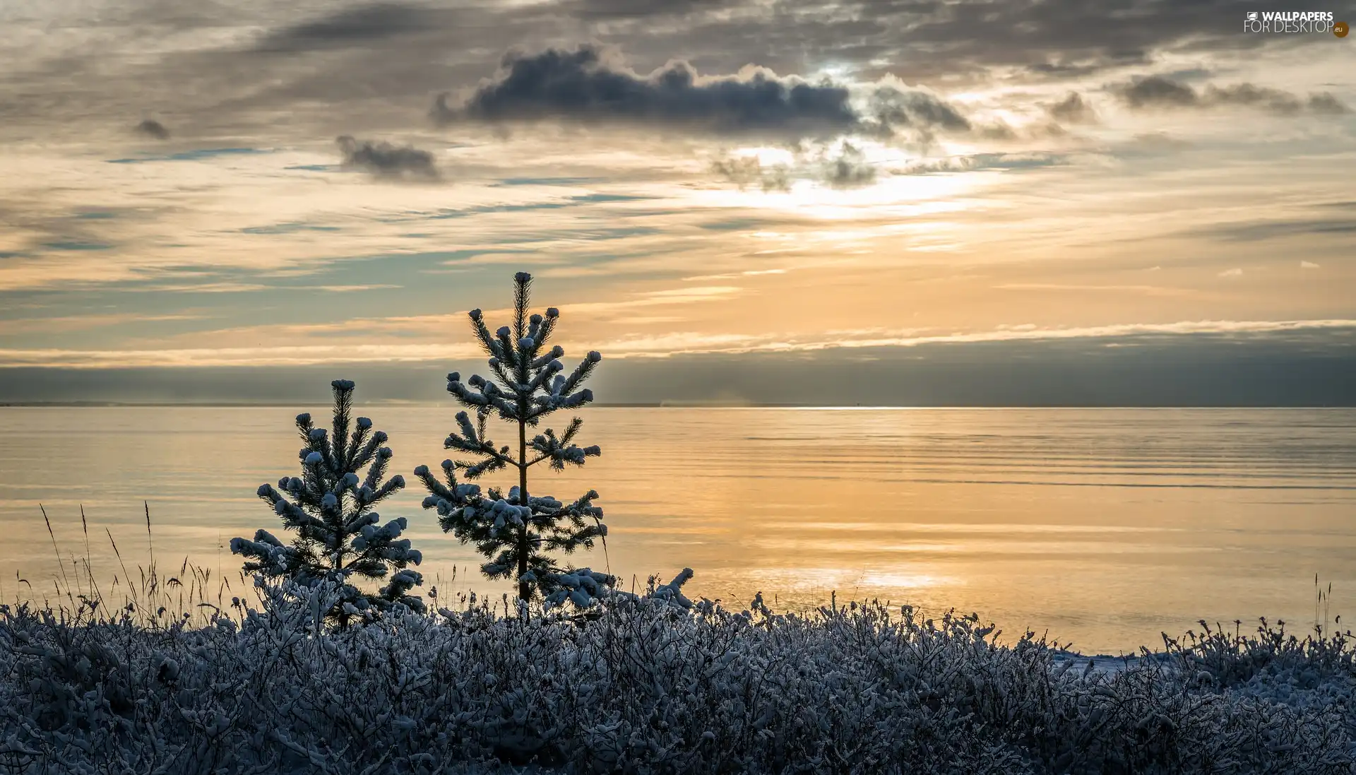 Great Sunsets, winter, Sapling, pine, snow, lake