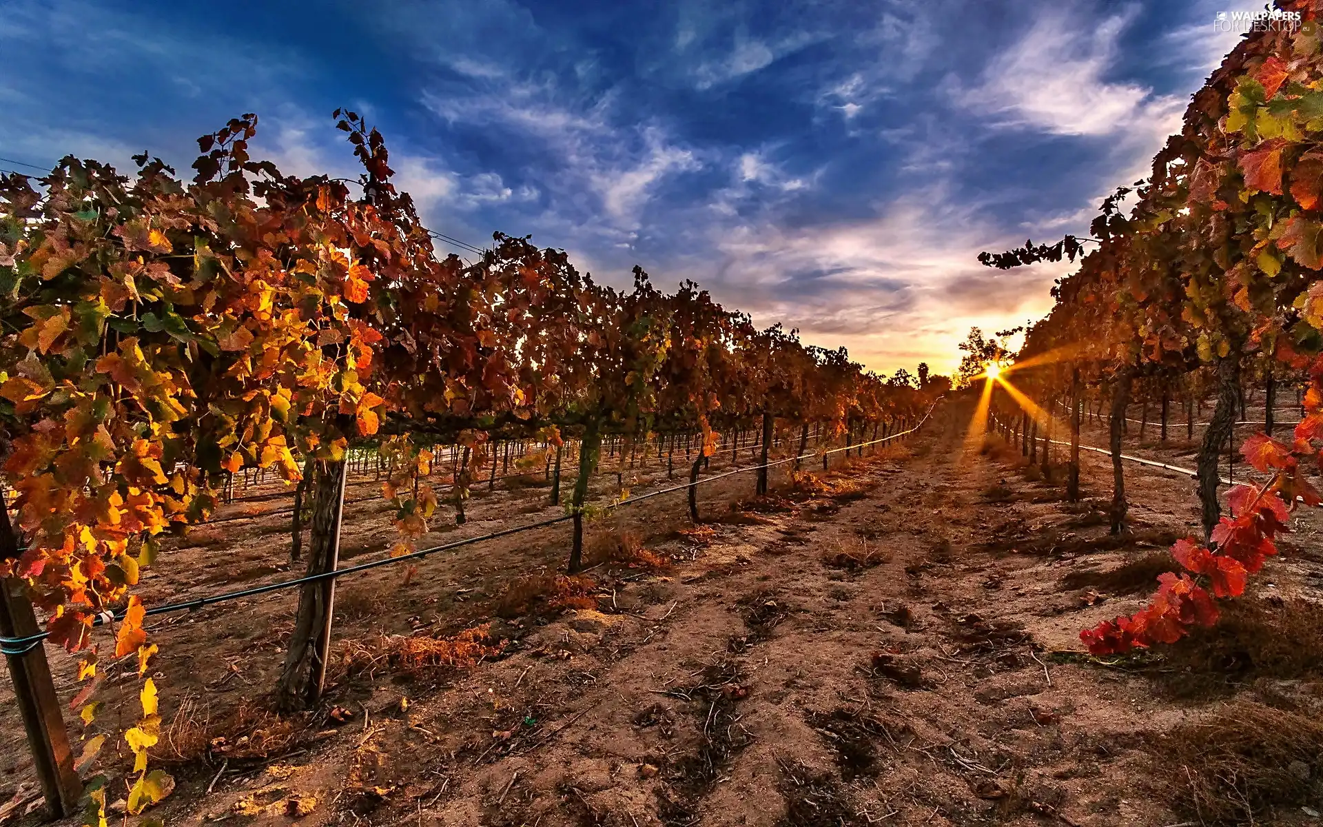 Great Sunsets, vineyard