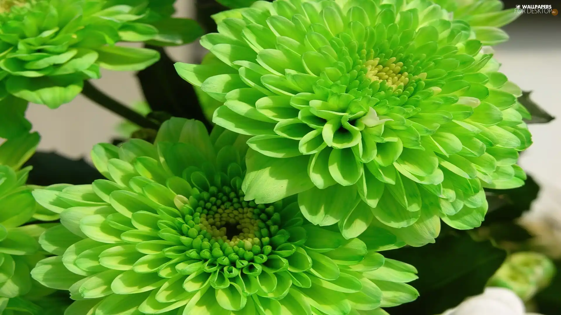 green, dahlias, color