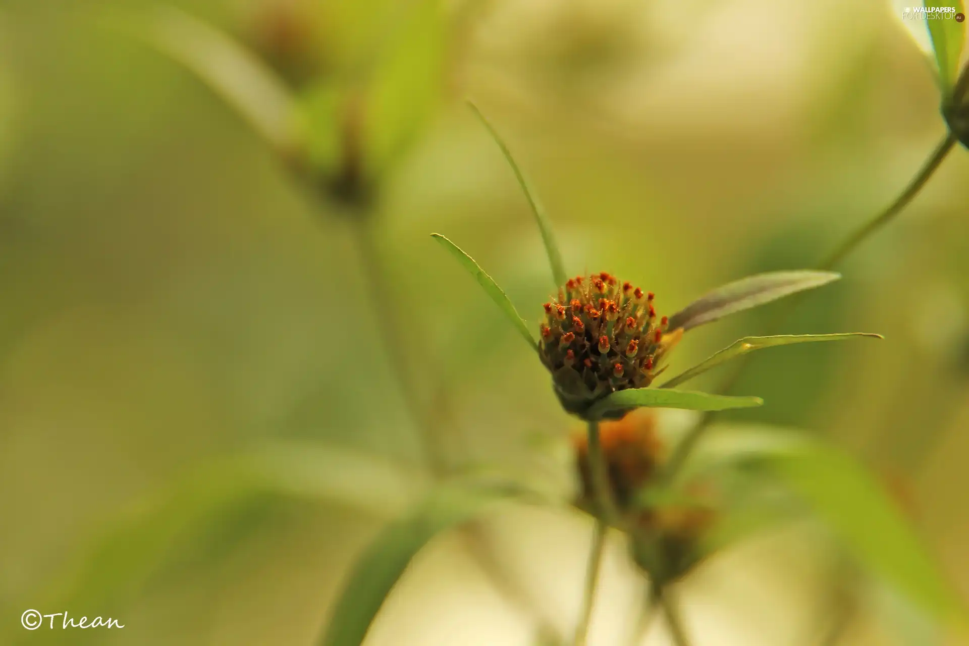 flakes, Colourfull Flowers, green ones