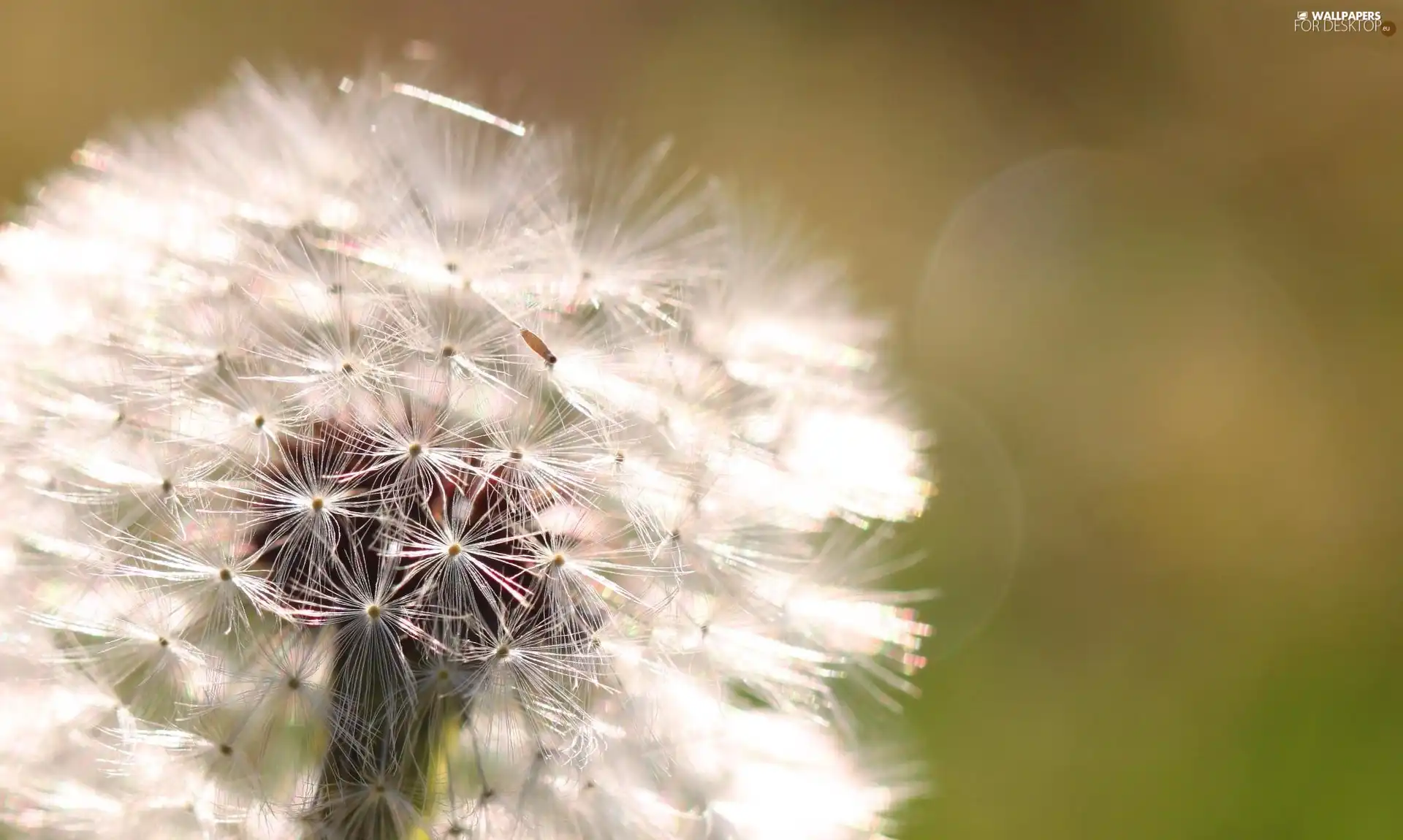 background, Common Dandelion, green ones