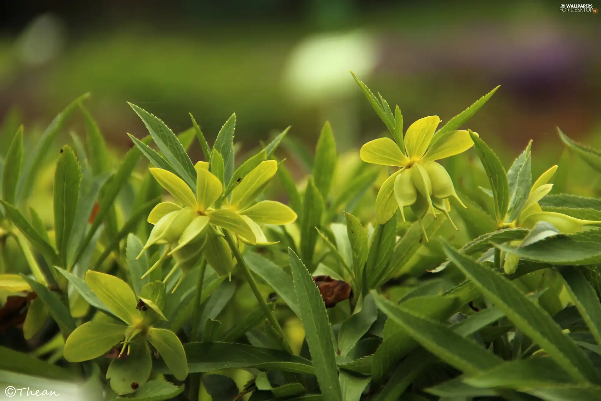 Green Hellebore, Flowers