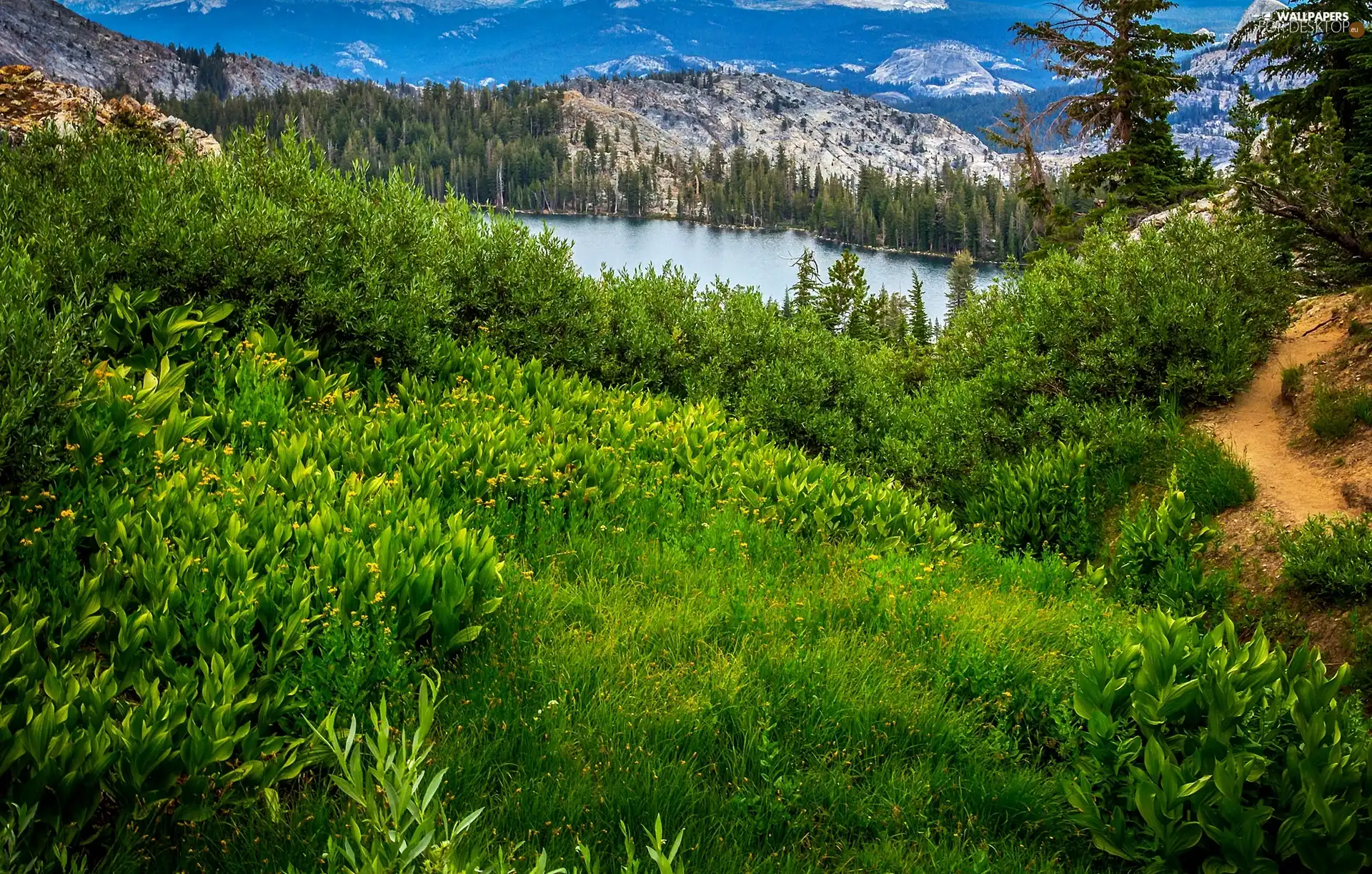 Mountains. Forest, Path, green, lake