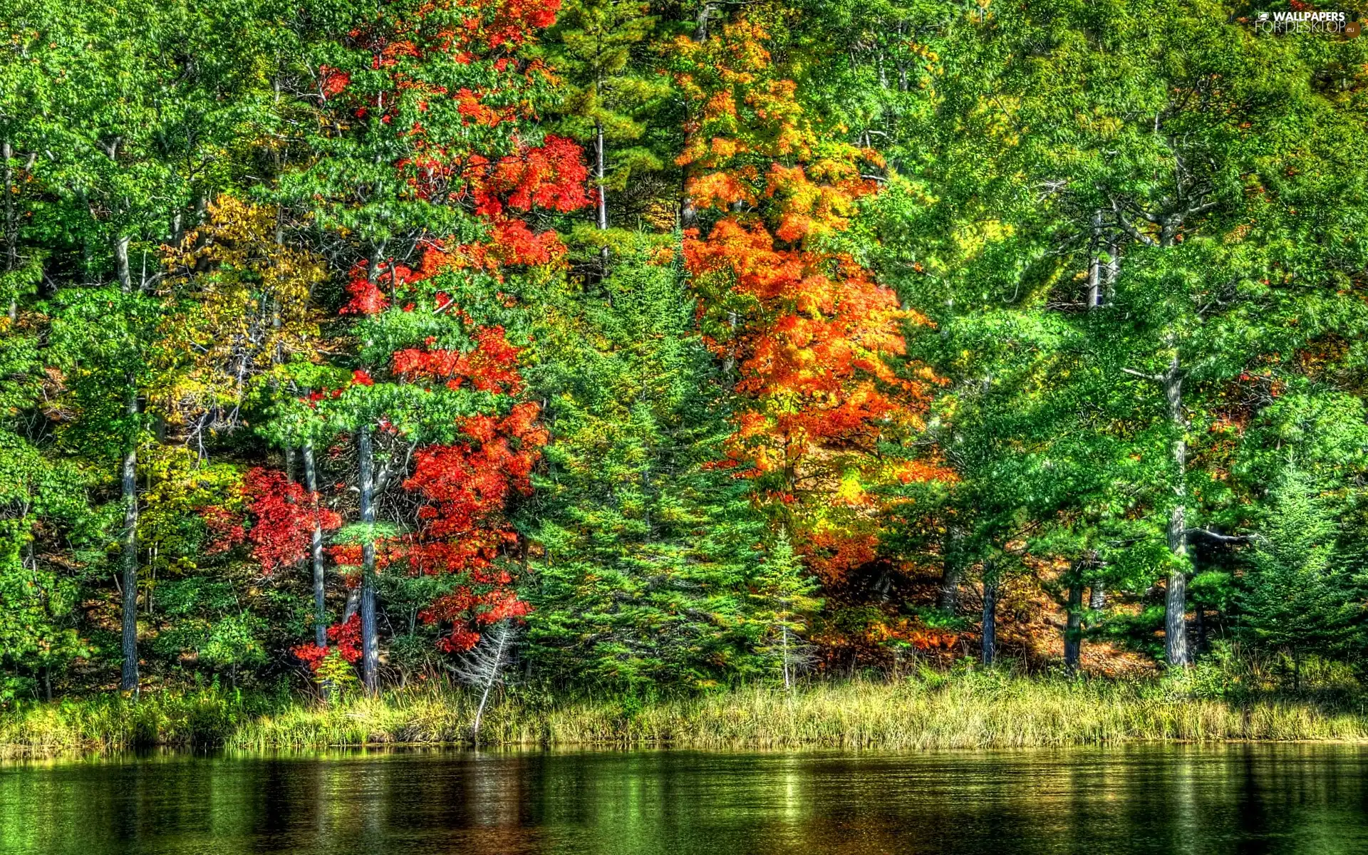 green, River, forest