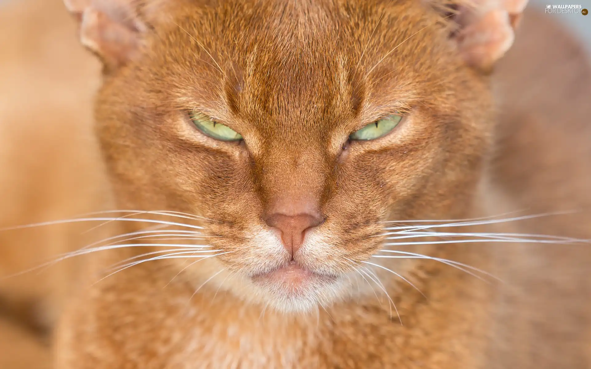 narrowed, Eyes, cat, green ones, ginger