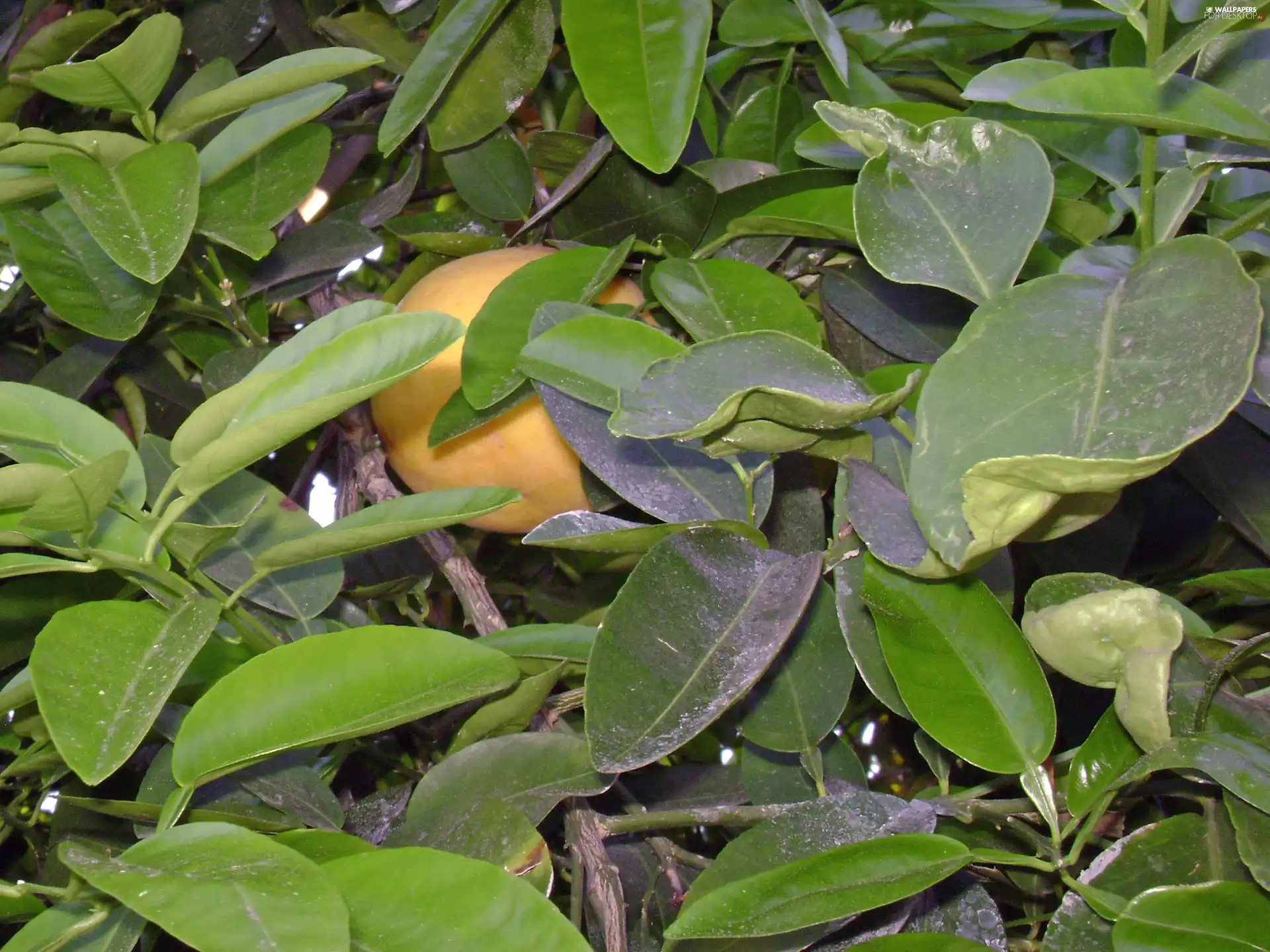 Leaf, grape-fruit, green ones