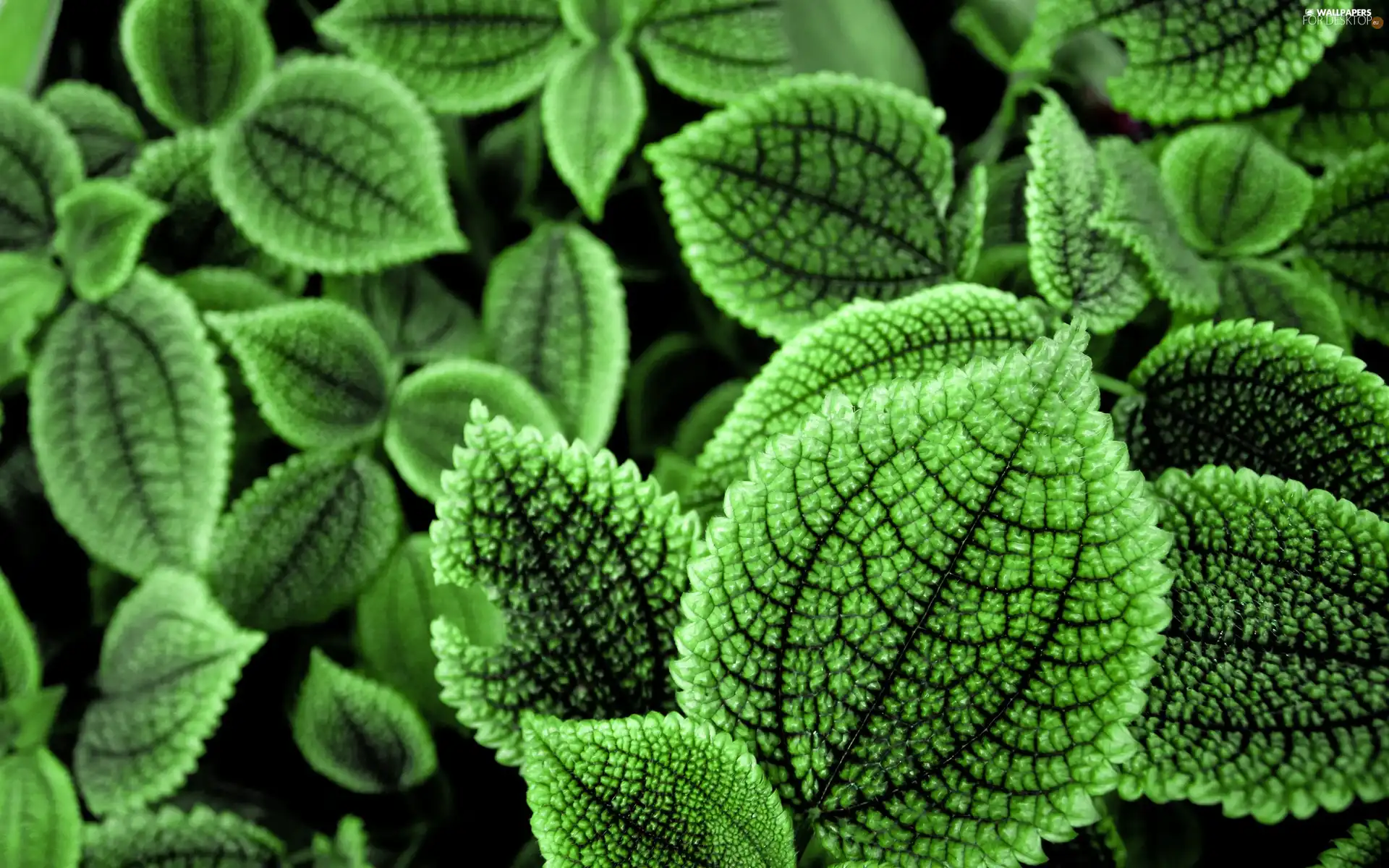 green ones, Leaf