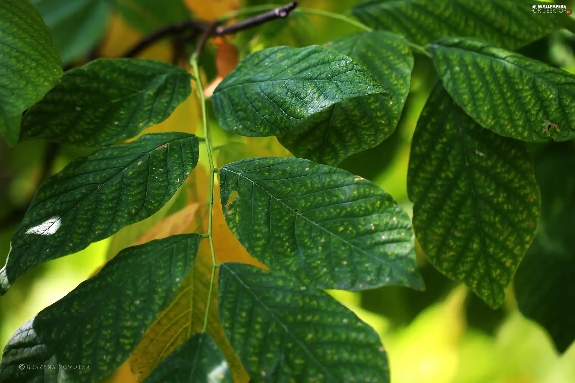 green ones, Leaf