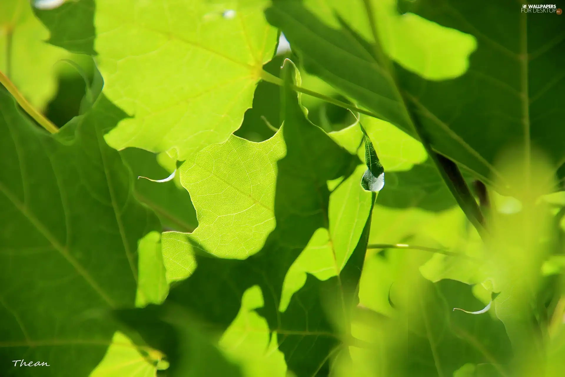 green ones, Leaf