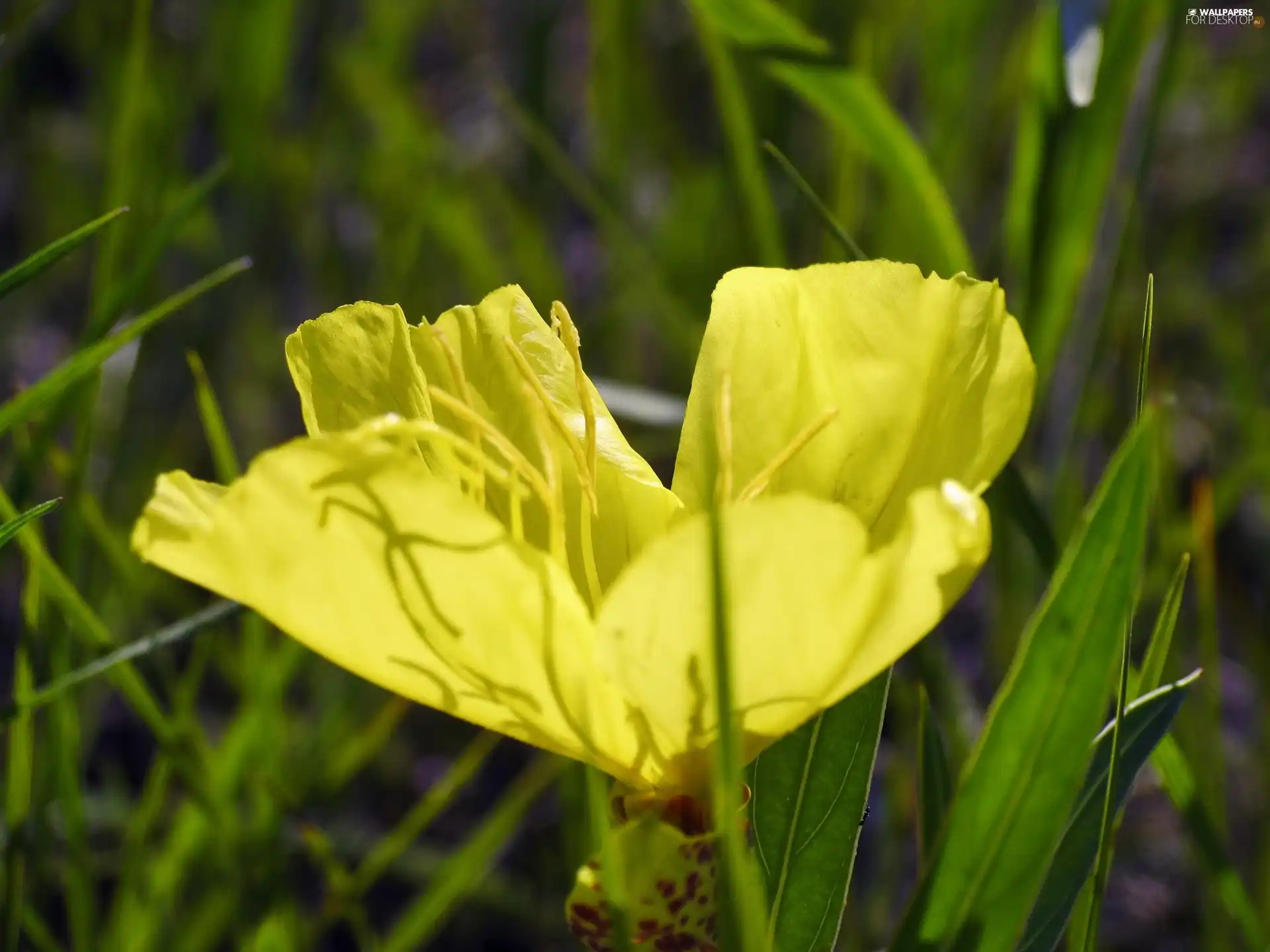 Leaf, Flower, green ones