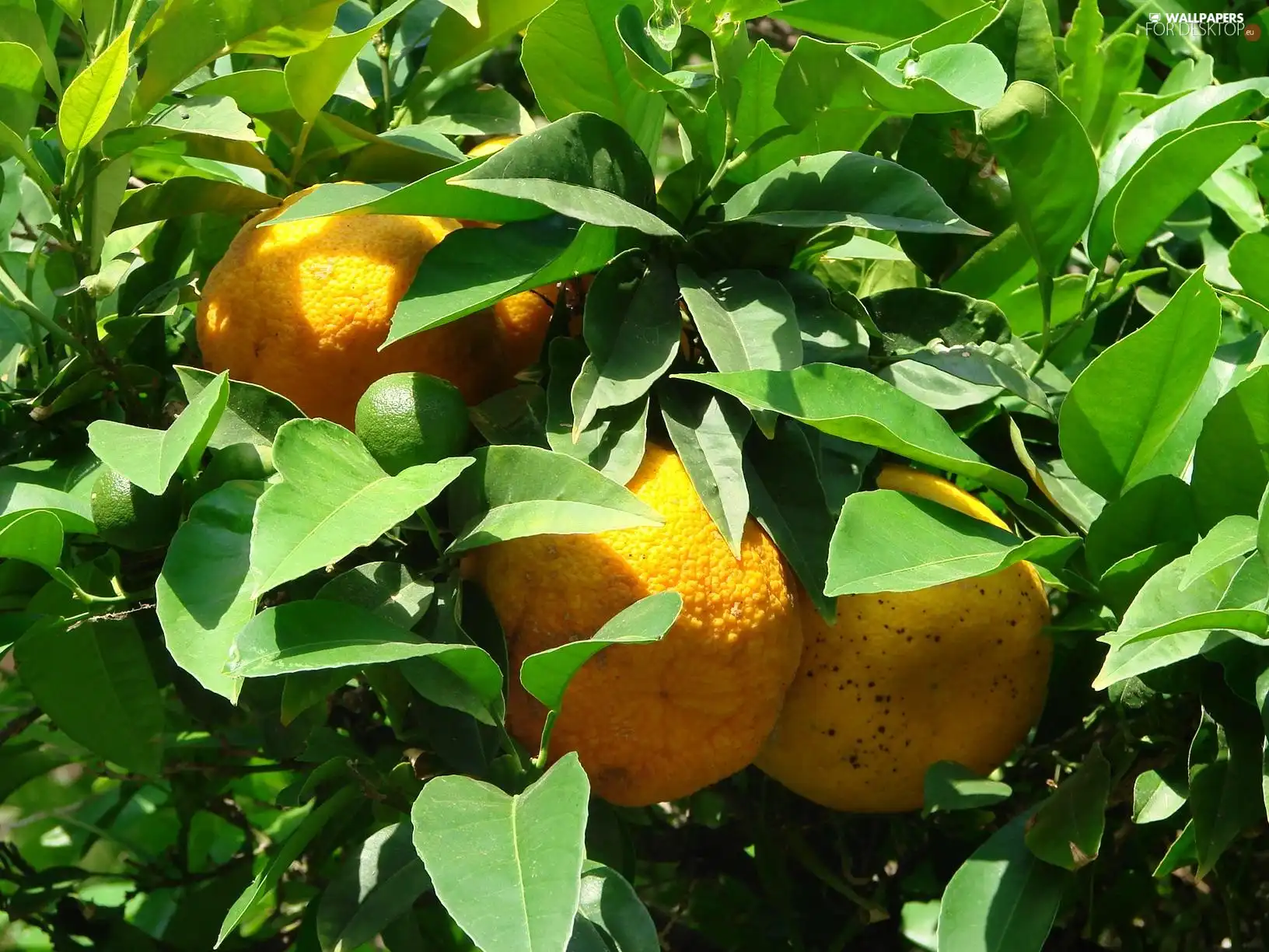 Leaf, lemons, green ones