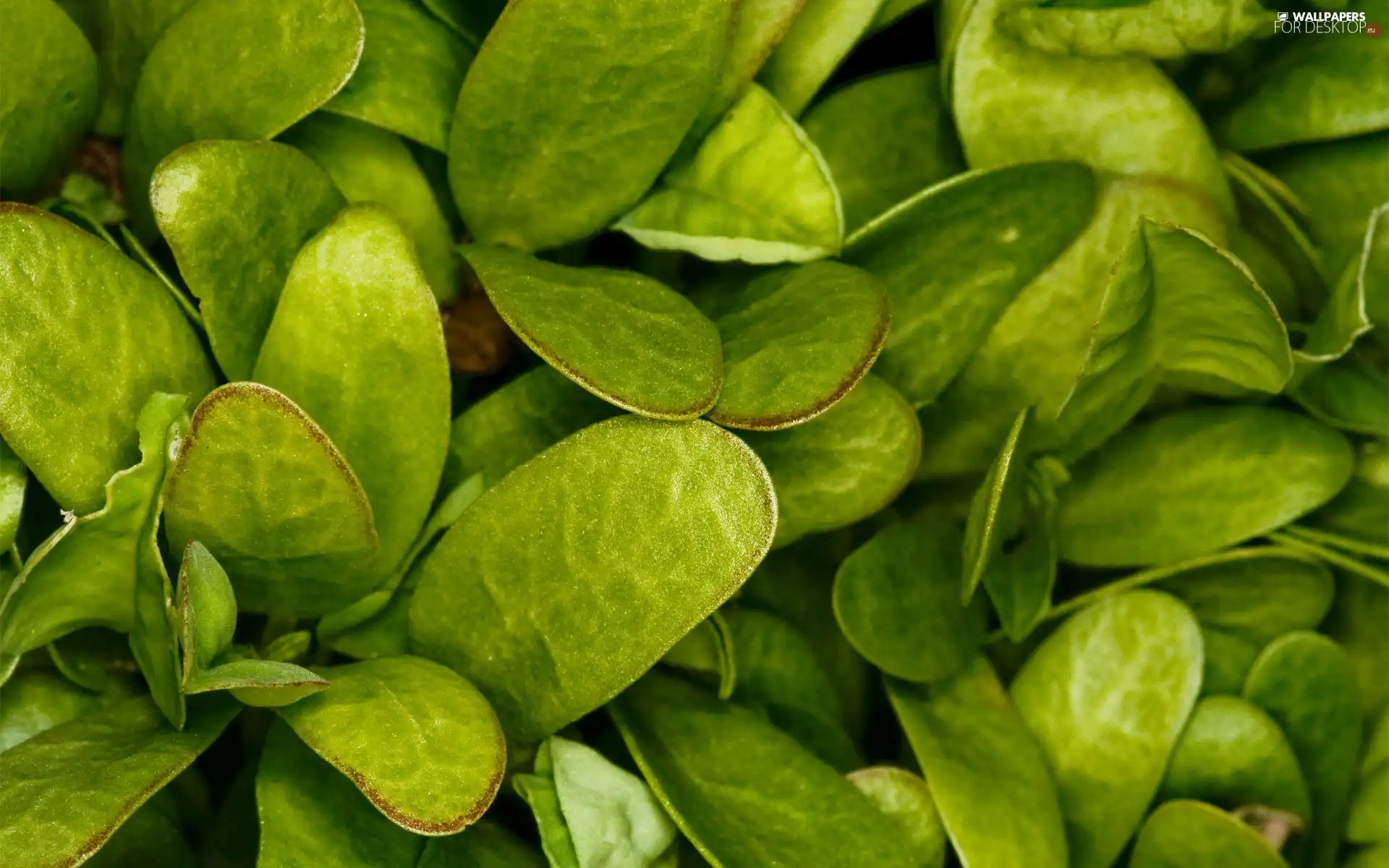 Leaf, oval, green ones