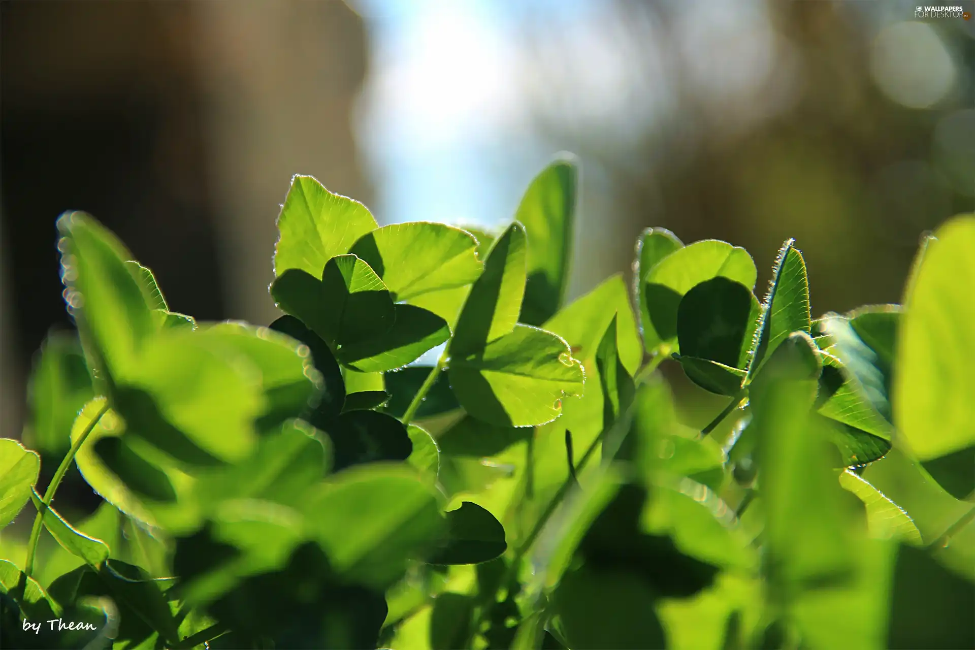 Leaf, trefoil, green ones