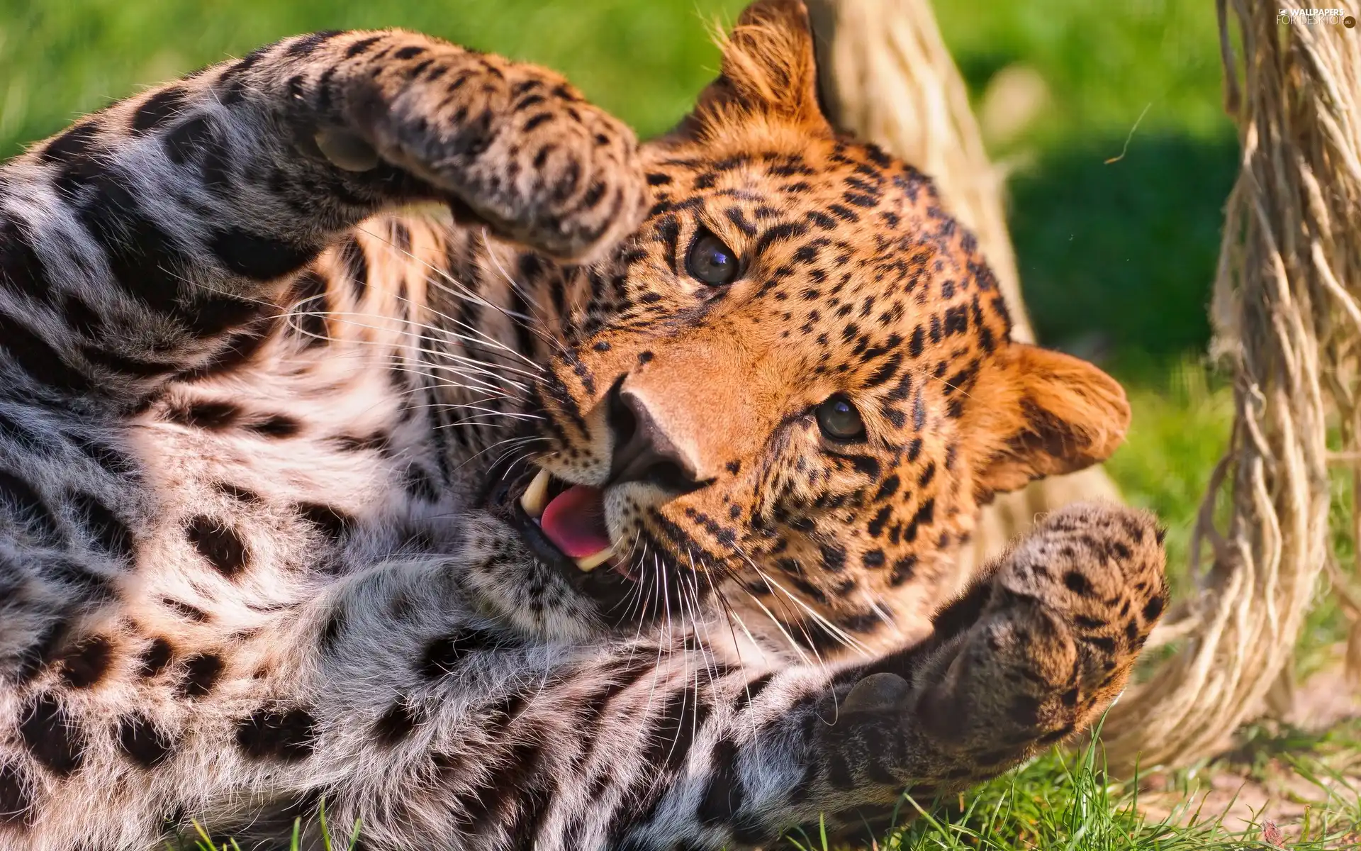 Leopards, play, green, paws